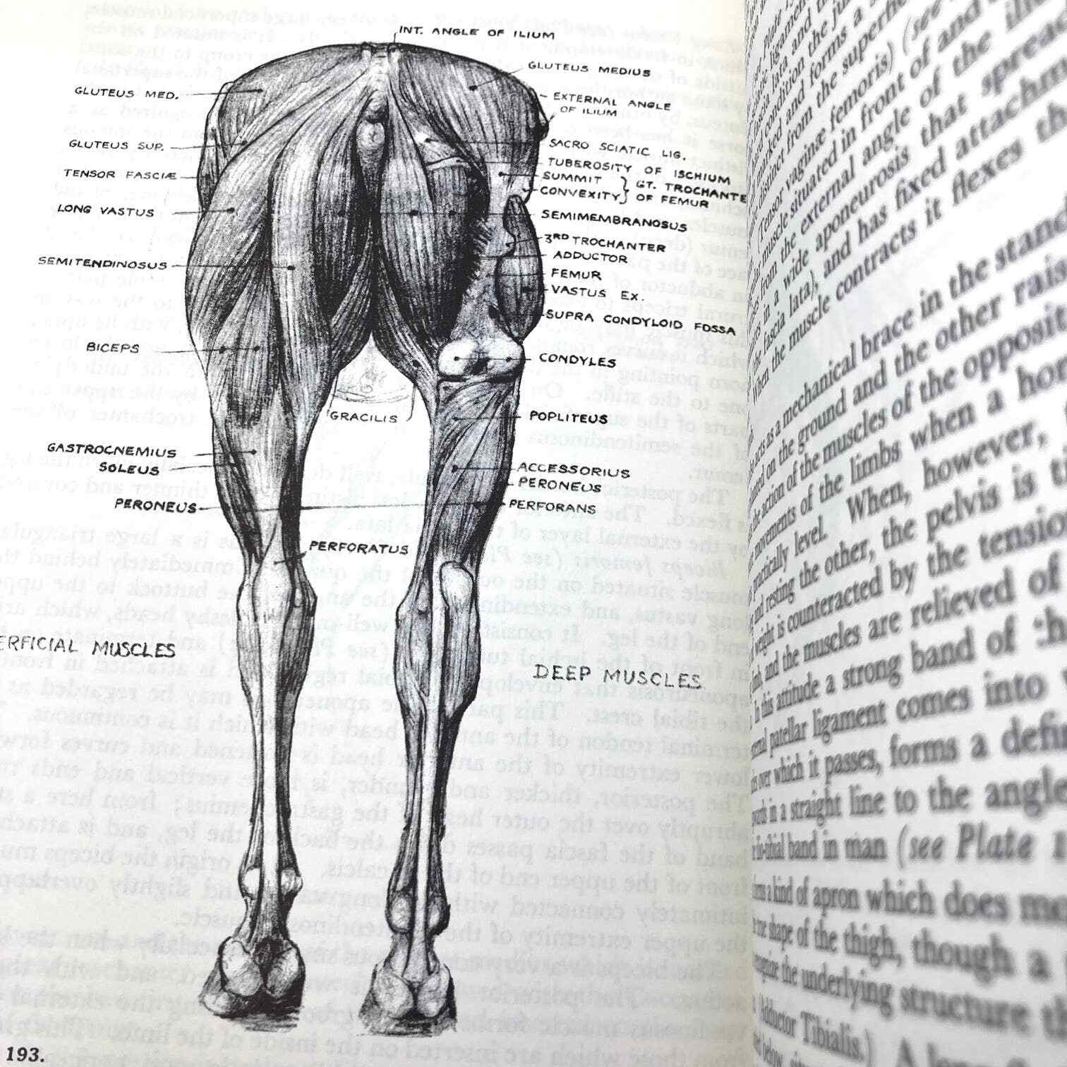 Animal Painting and Anatomy Soft Cover Book 336 pages with 200 illustrations