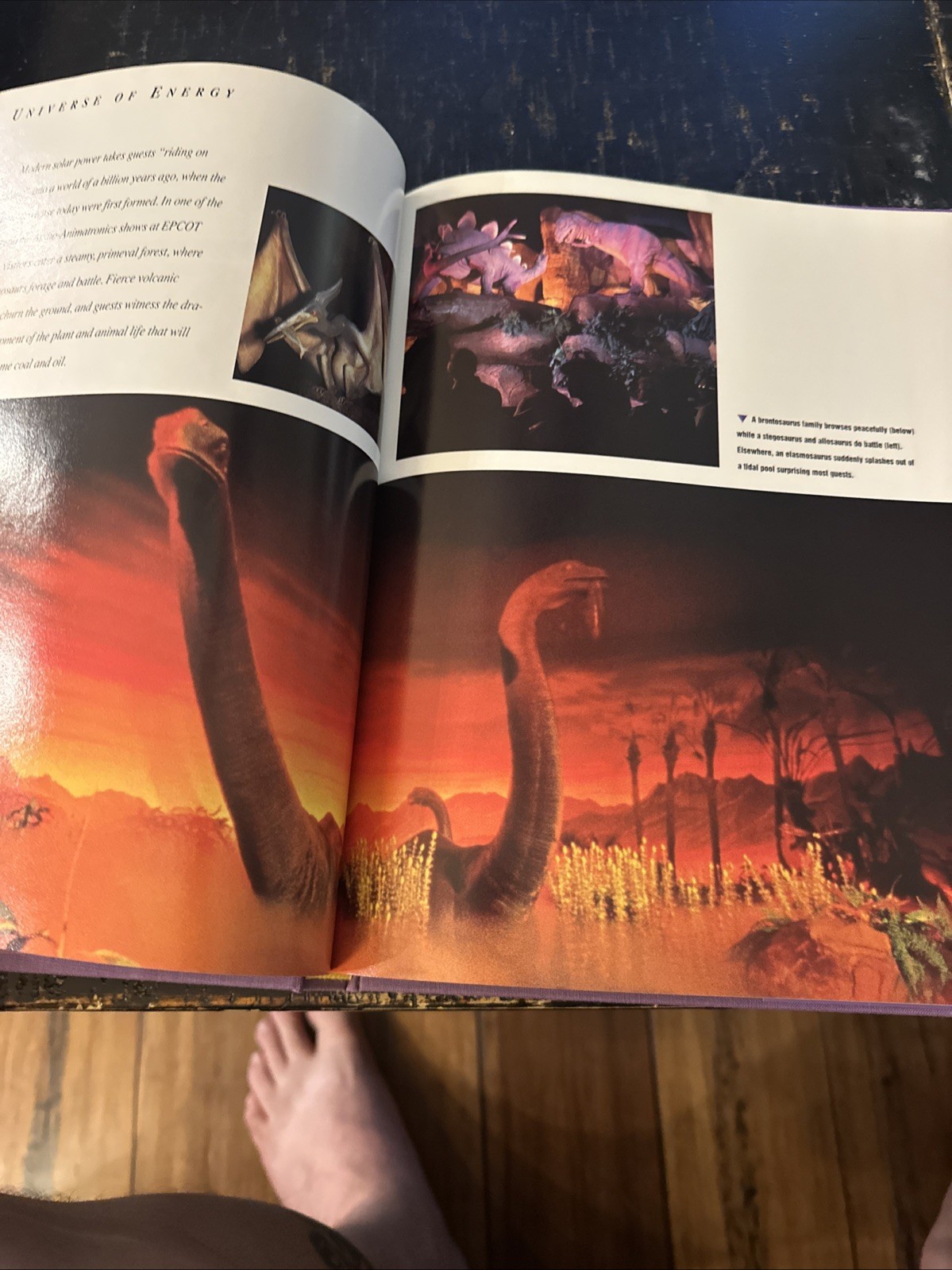 Walt Disney World Disney Kingdom Editions Purple Hardcover Book with Dust Jacket