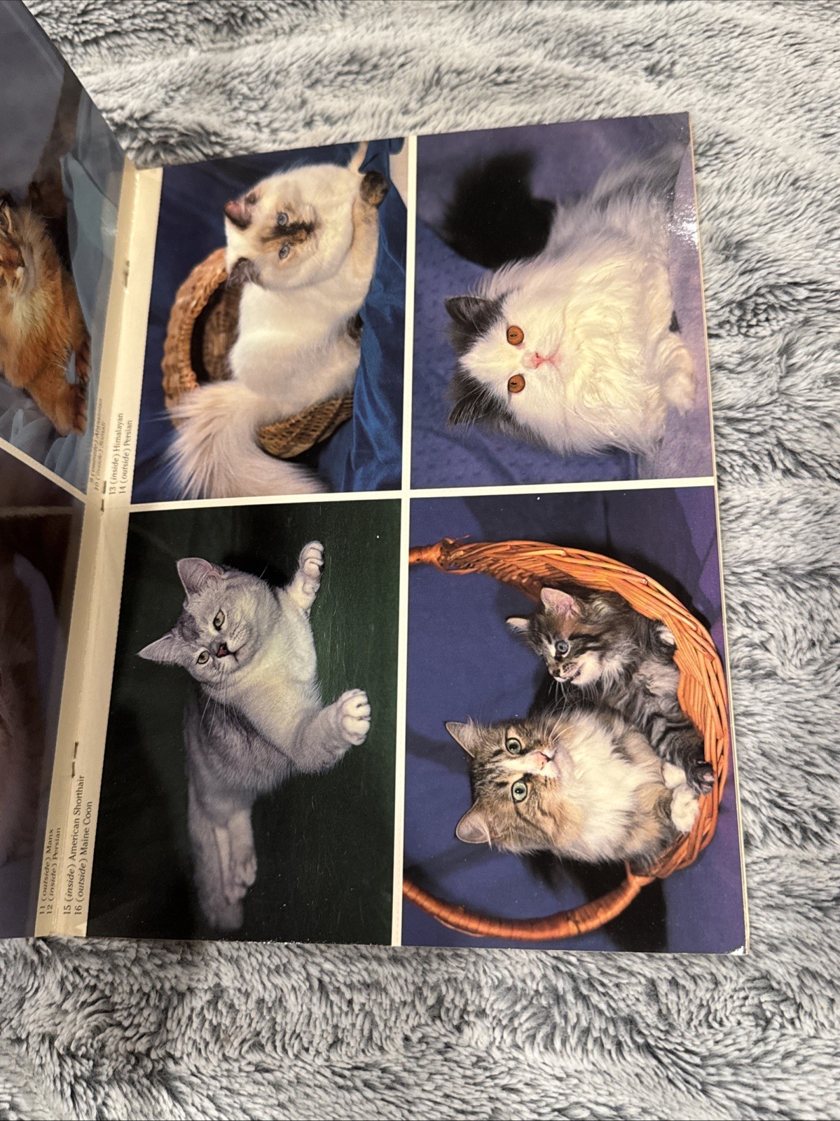 PEDIGREED CATS PHOTO POSTCARDS: 24 FULL-COLOR By Dorothy Holby
