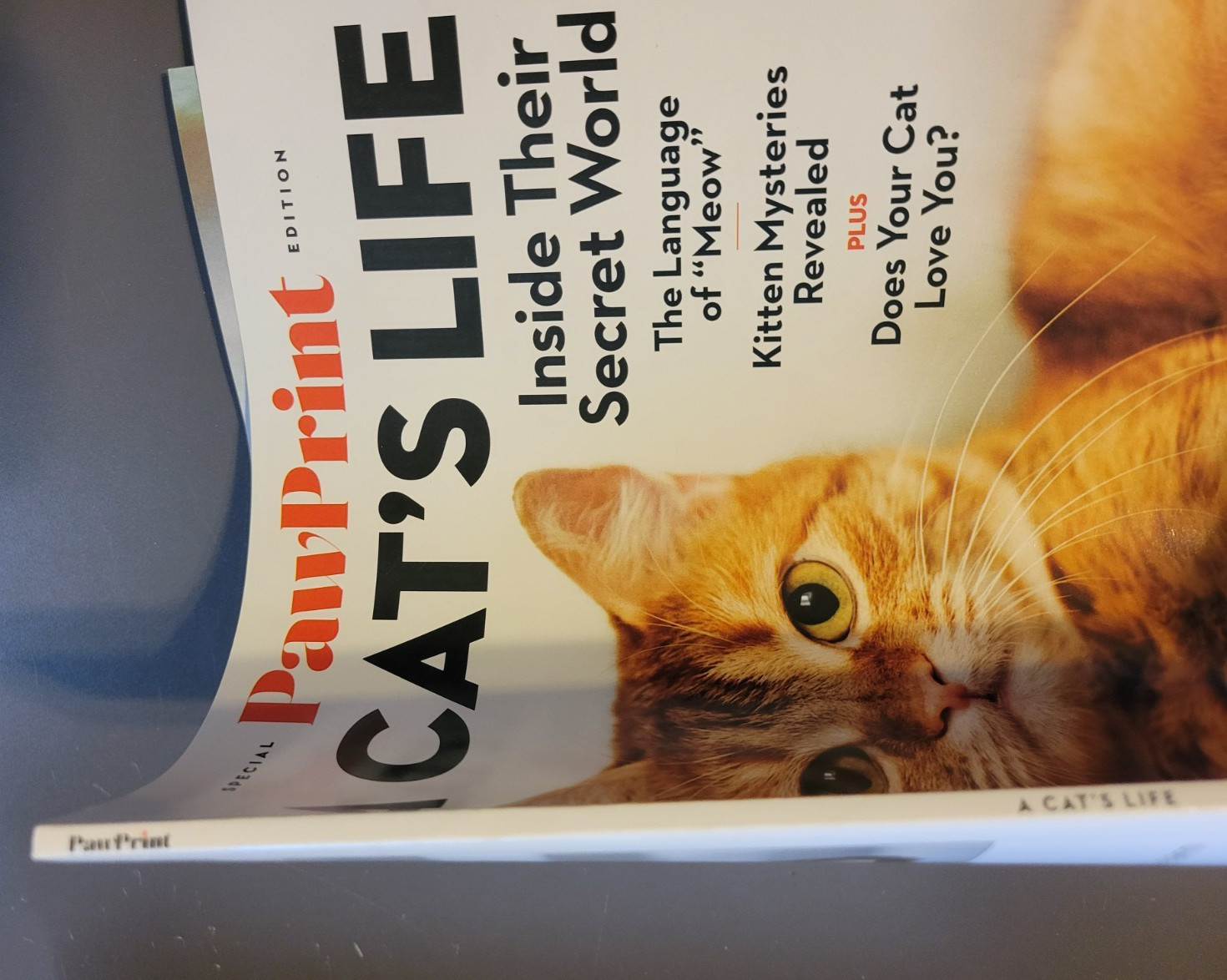 A Cat’s Life – A Special Edition by Paw Print – Inside Their Secret World