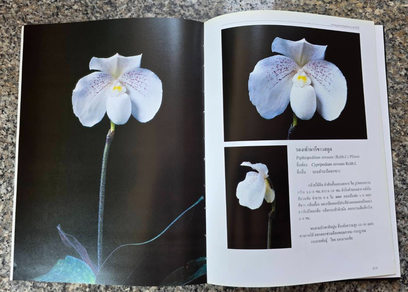 Hardcover book featuring all “ Thai orchids. “ ( Hardcover)