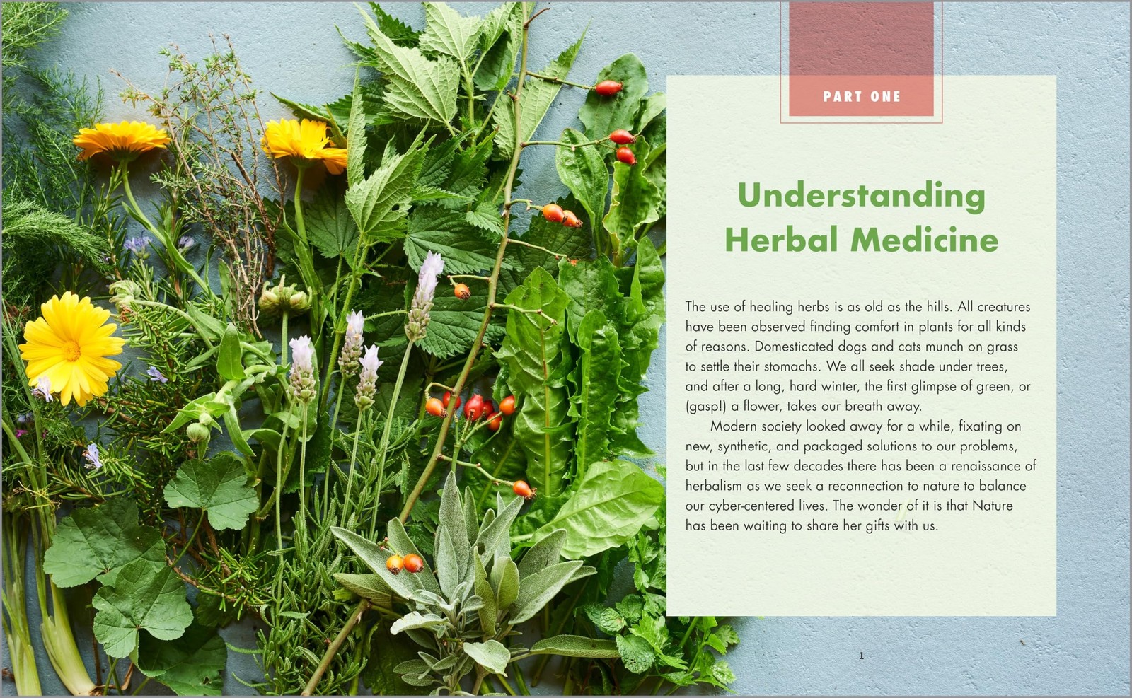 Herbal Medicine Big Book 300 Natural Remedies for Health and Wellness Guide NEW