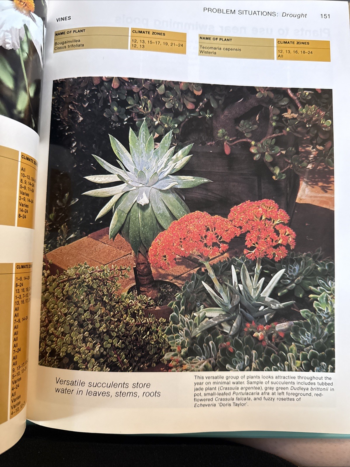 The New Sunset Western Garden Book VINTAGE 1981 Edition