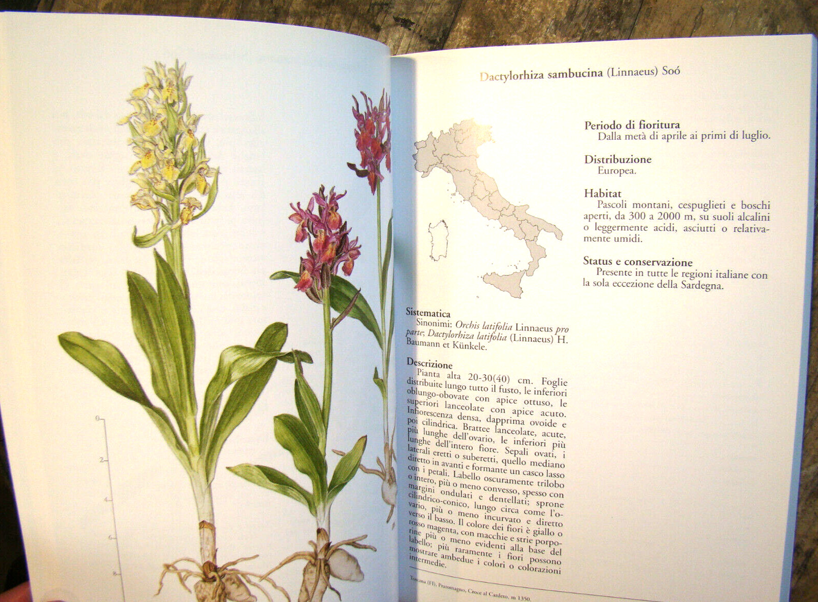 Orchidee d’Italia ~2002 PB~ Rossi Floriculture Flowers Orchids of Italy & CD-ROM