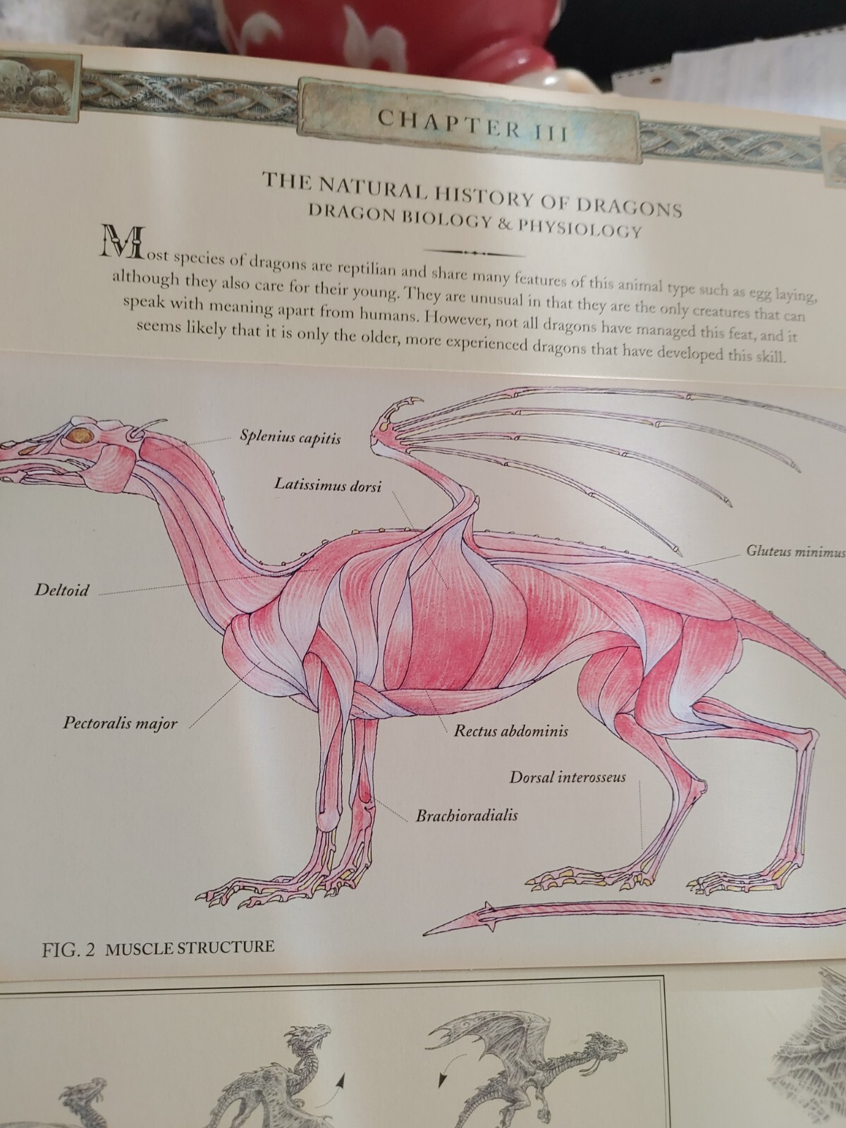 Ologies Ser.: Dragonology : The Complete Book of Dragons by Ernest Drake (2003,