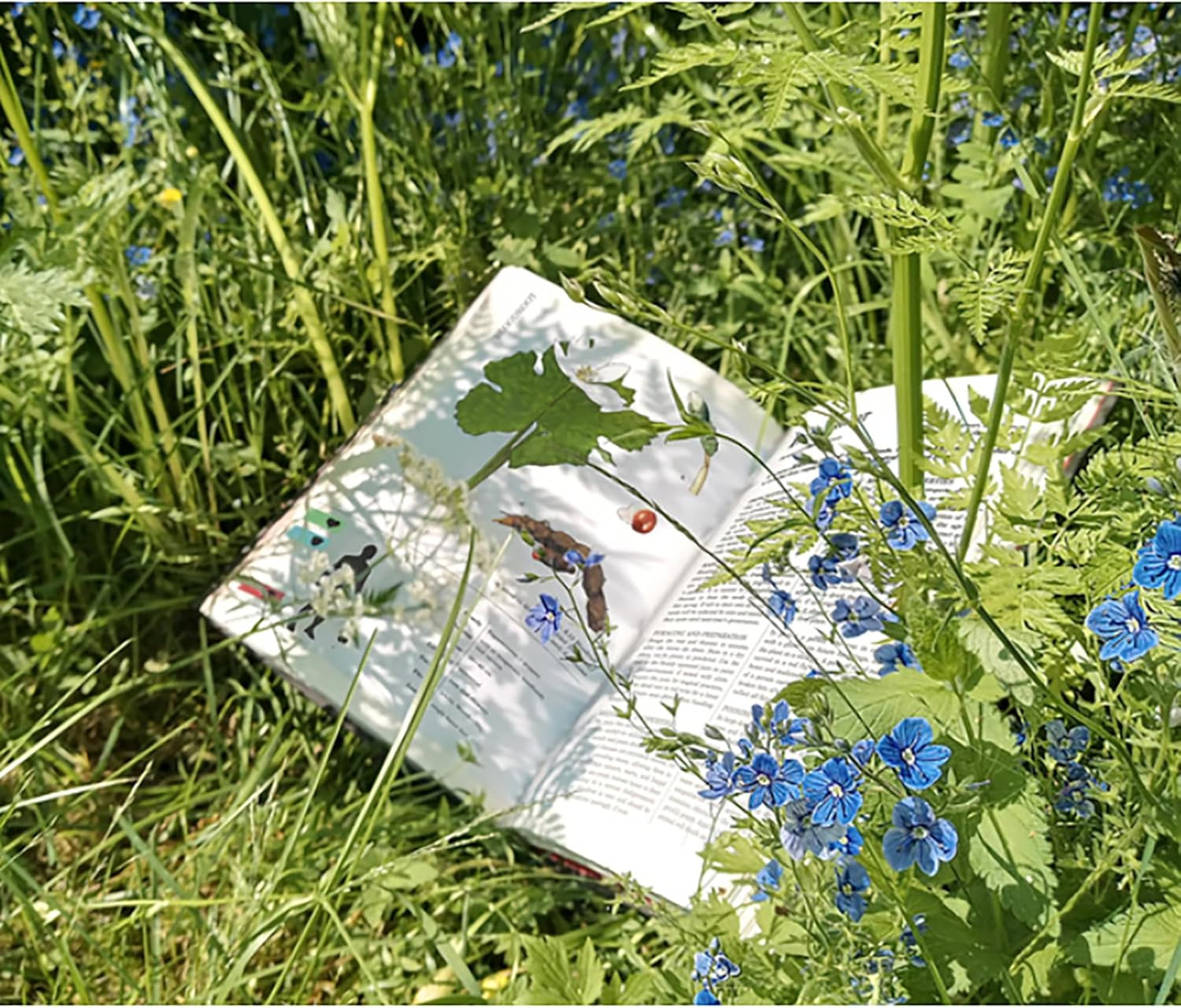 Herbalist’s Primer Standard Edition
