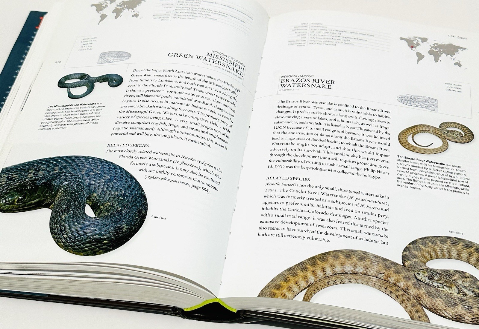 Book of Snakes: A Life-Size Guide to Six Hundred Species From Around the World