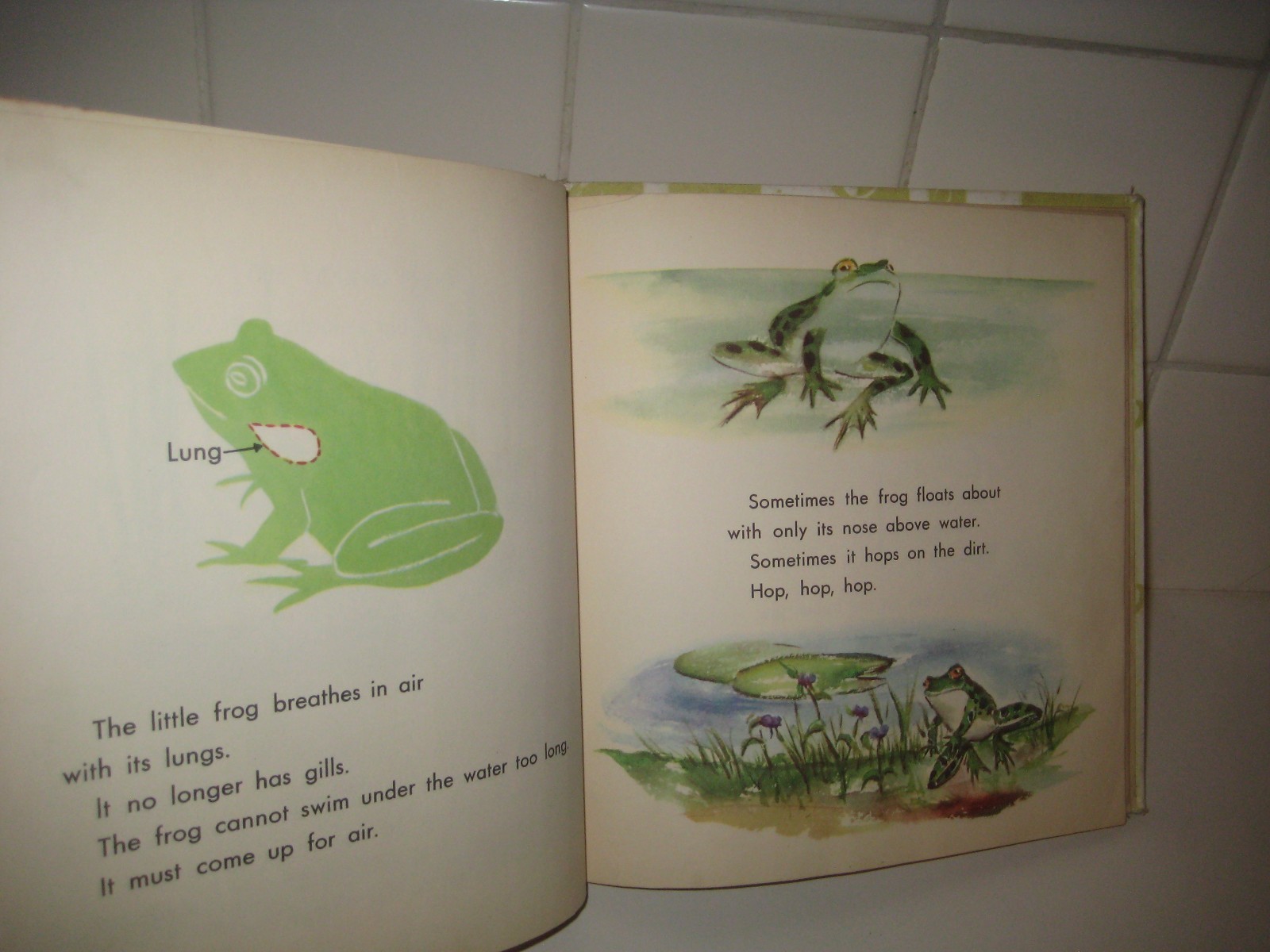 What is a Frog/ 1957/ Gene Darby/ Hawkinson/ Benefic Press