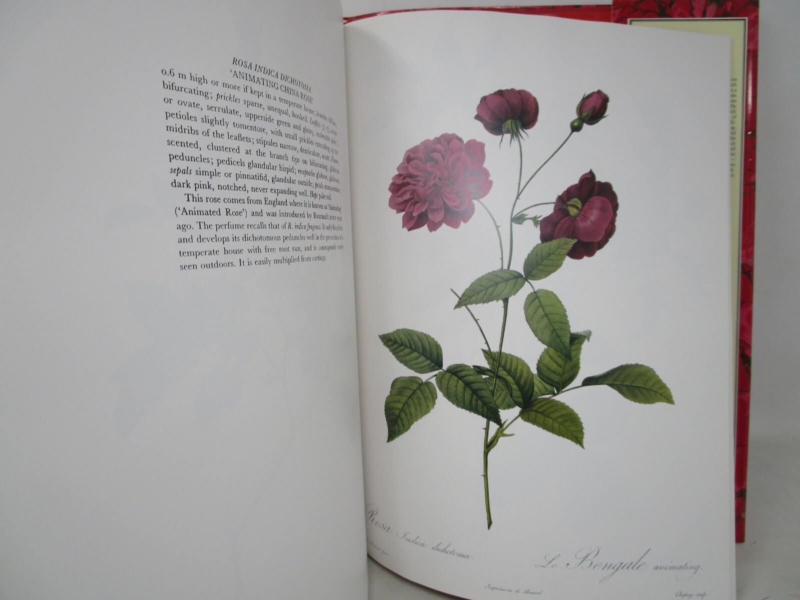 P. J. Redoute Redoute’s Roses 167 Full Page Paintings 1990