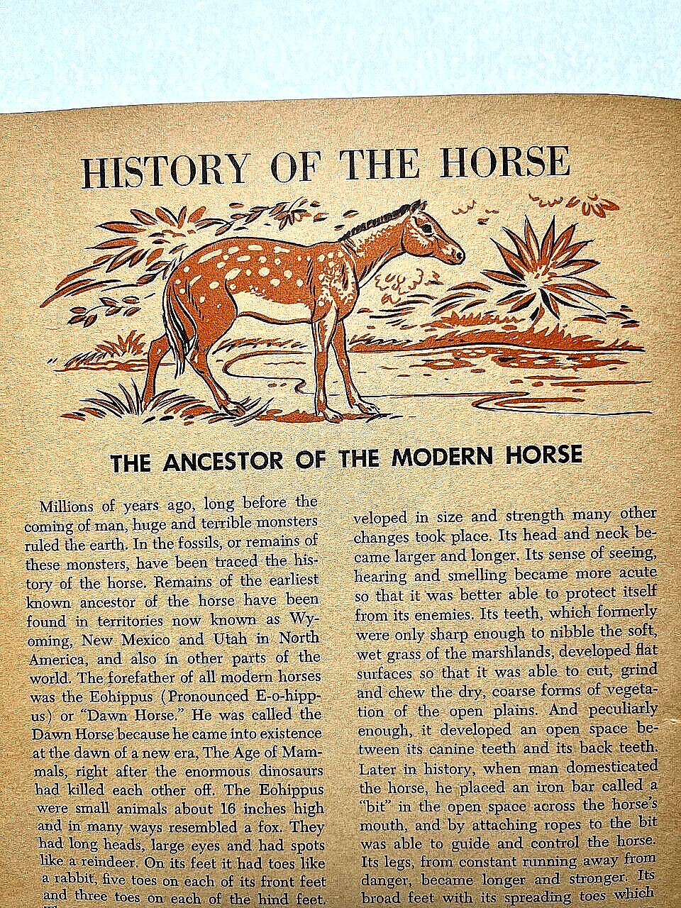1955 HORSES Fletcher Nino Carbe History Breeds Equestrian Riding Indian Western