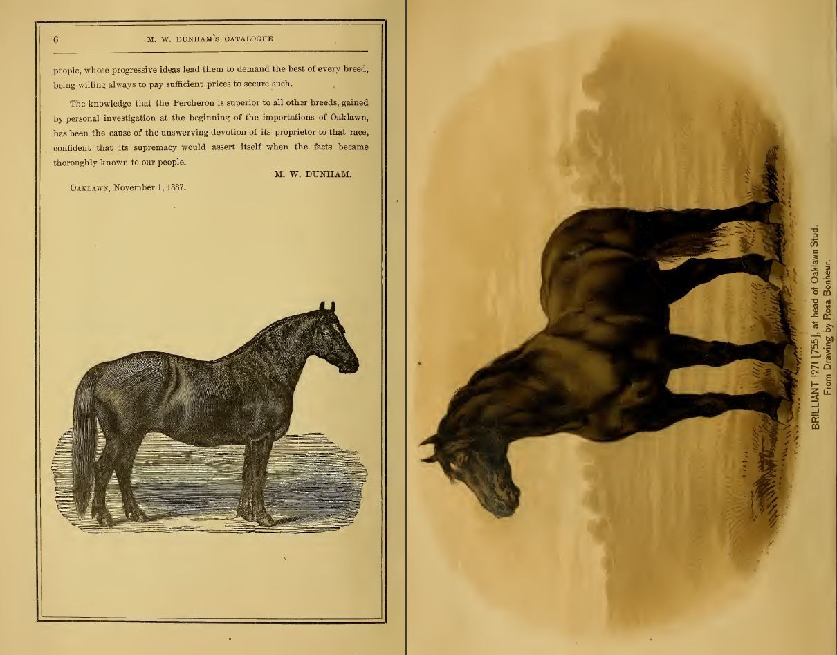 329 BOOKS – Horses – Equestrian Stallion Mare Gallop Bridle Hoof Jockey – CD/DVD