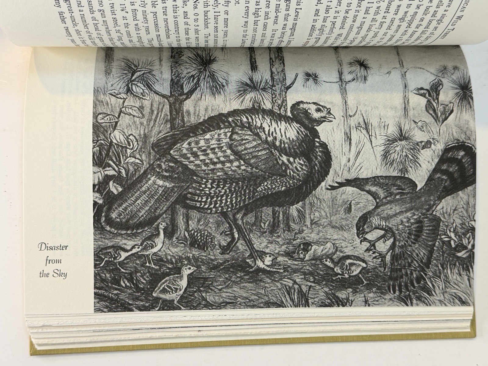 The American Wild Turkey Henry E. Davis 1984 Old Masters Reprint 🦃RARE Classic