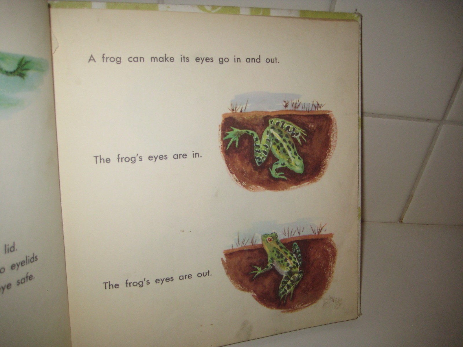 What is a Frog/ 1957/ Gene Darby/ Hawkinson/ Benefic Press