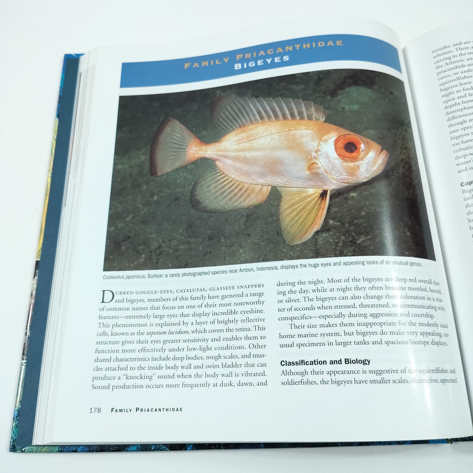 Basslets, Dottybacks & Hawkfishes [Like New] Scott Michael Aqarium Fish Families