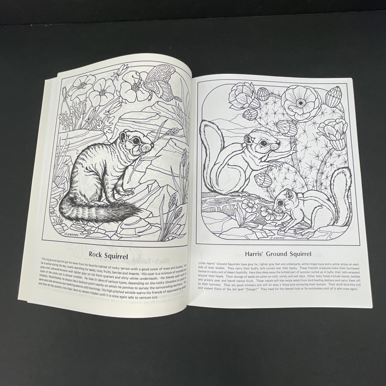 Desert Wildlife of the Southwest Coloring Album Book 1974 Rita Warner Deer Fox
