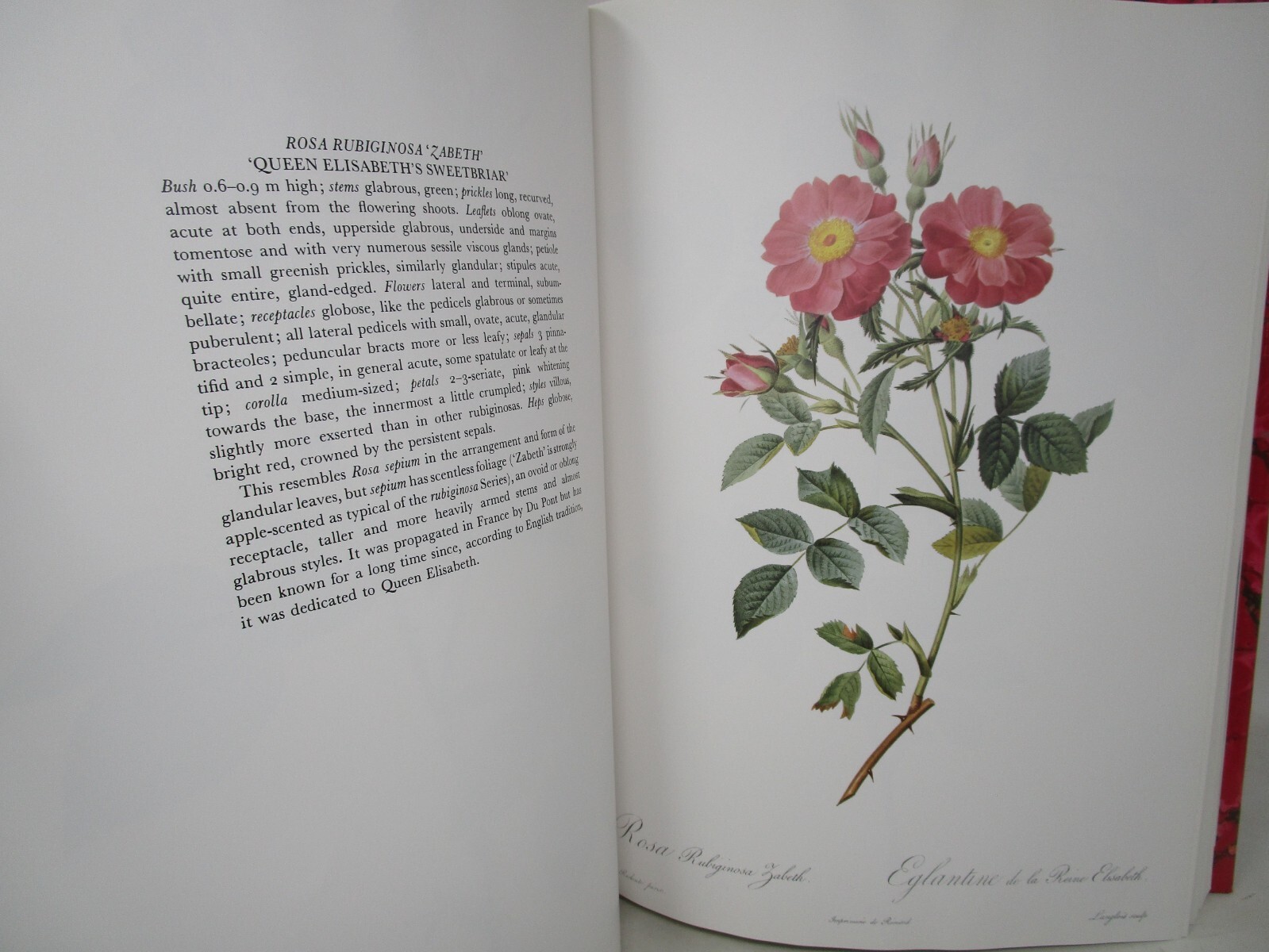 P. J. Redoute Redoute’s Roses 167 Full Page Paintings 1990