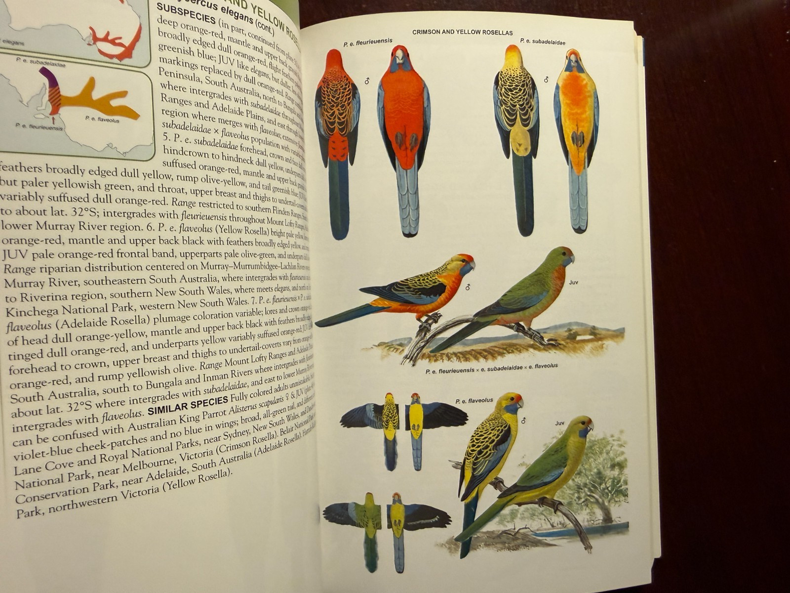Parrots of the World (Princeton Field Guides) PB Beautifully Illustrated!
