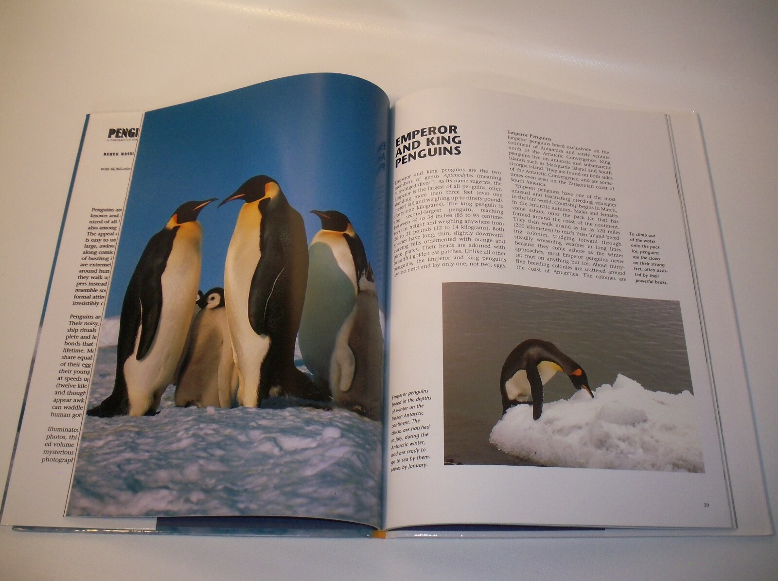 Penguins Hardback Book by Derek Hastings