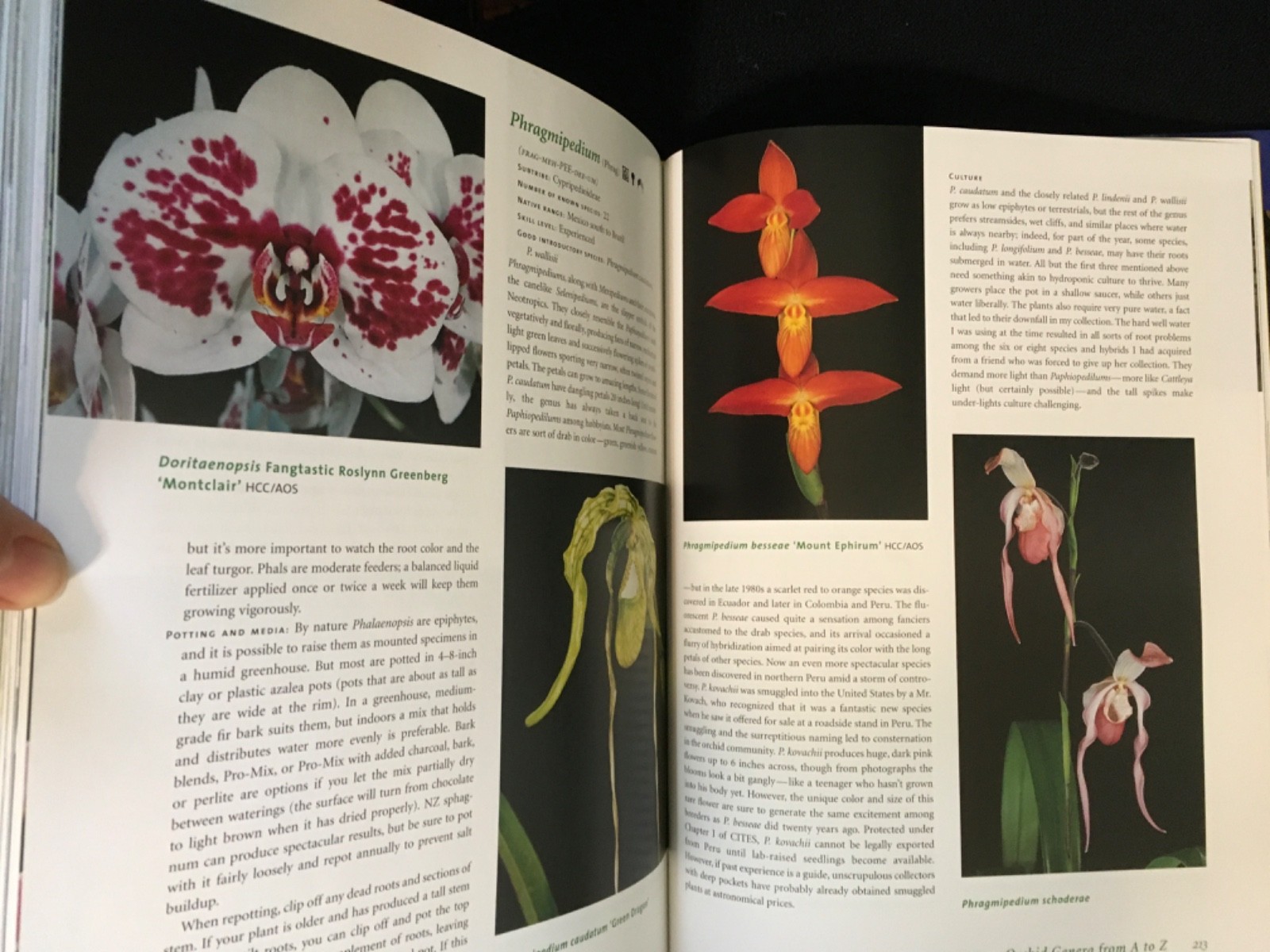 Lot UNDERSTANDING ORCHIDS Guide to Growing Exotic Flowers Plants CULLINA + LORE