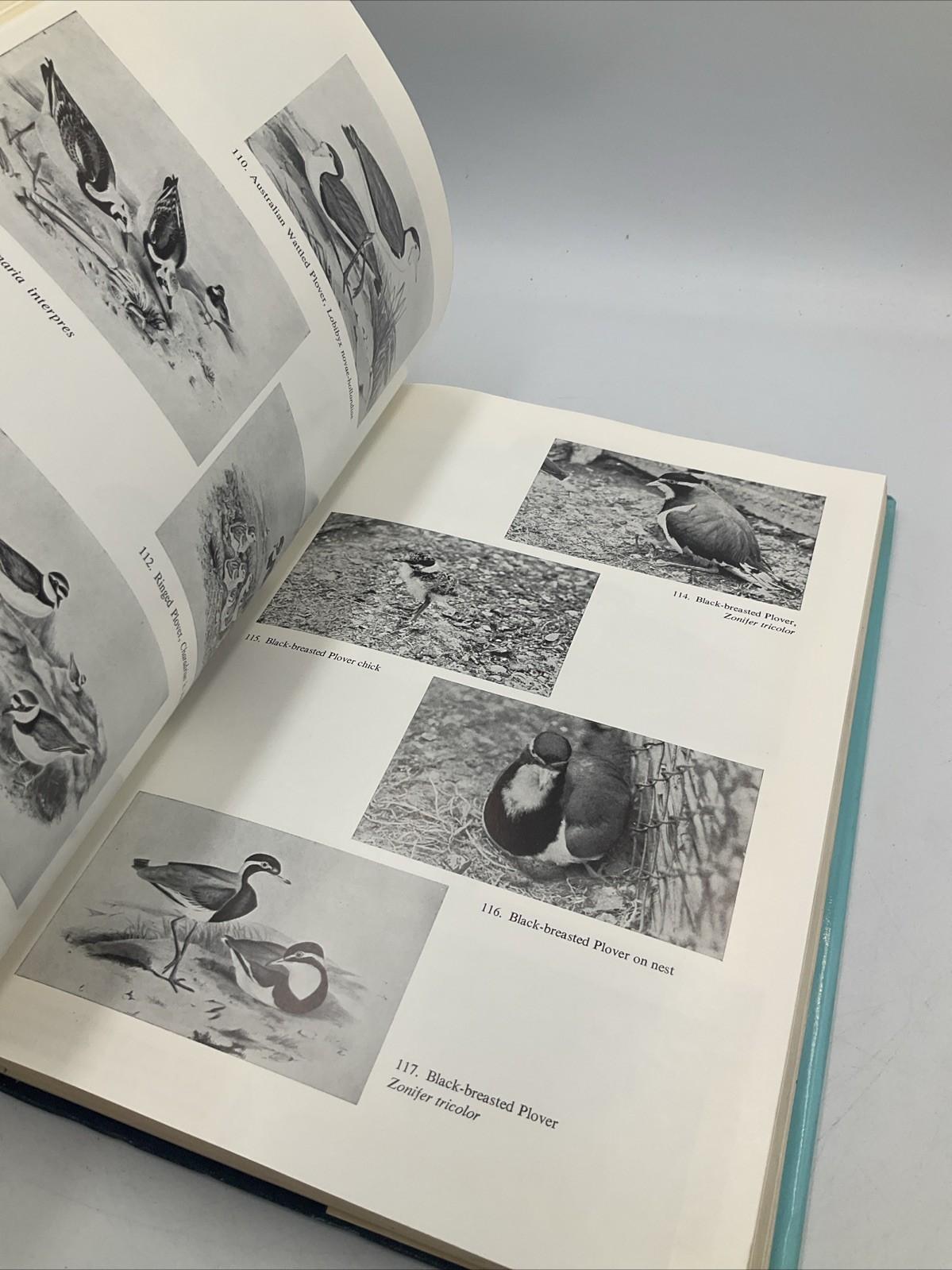 Encyclopedia of aviculture set 3 books, hardcover, blandford press