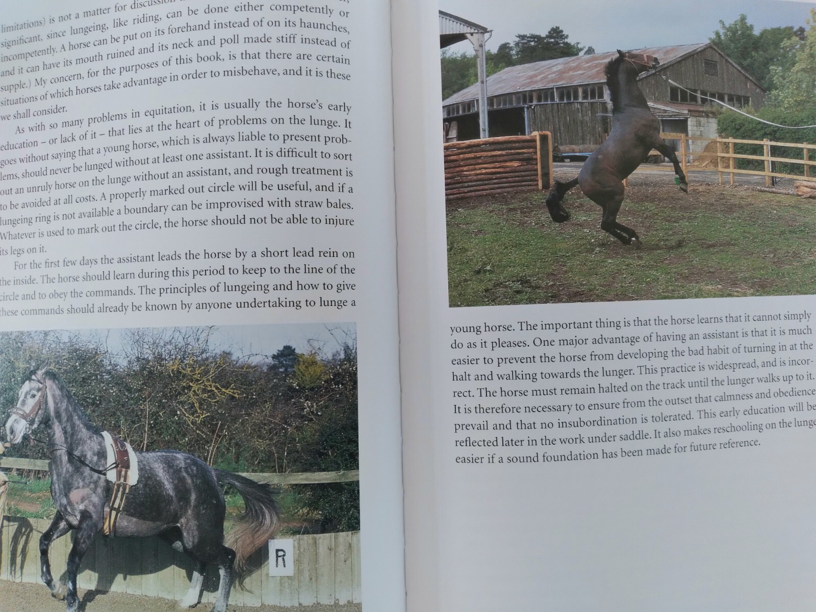 The Undisciplined Horse by Ulrik Schramm (2003, Hardcover)