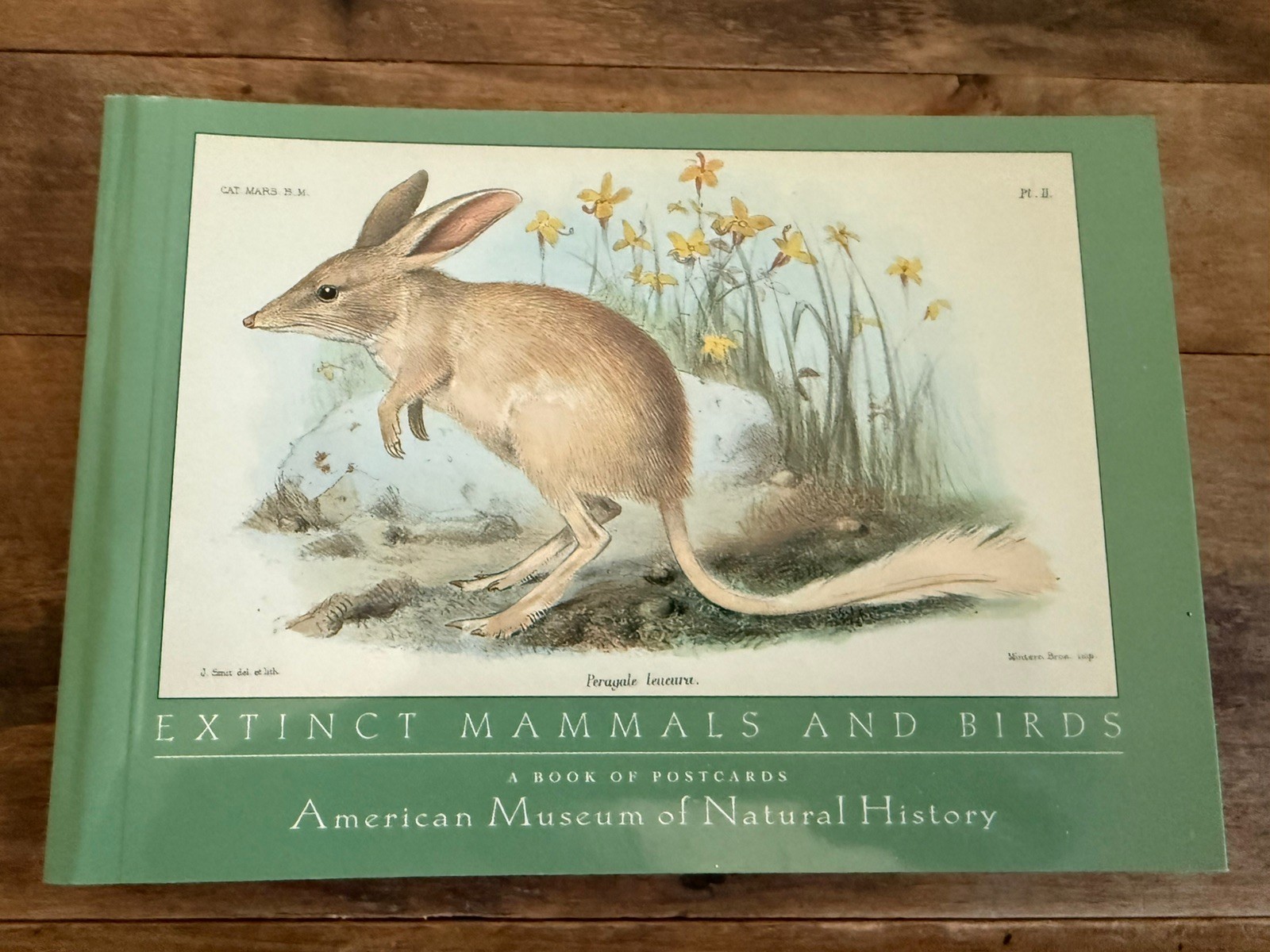 Extinct Mammals and Birds A Book Of Postcards American Museum of Natural History