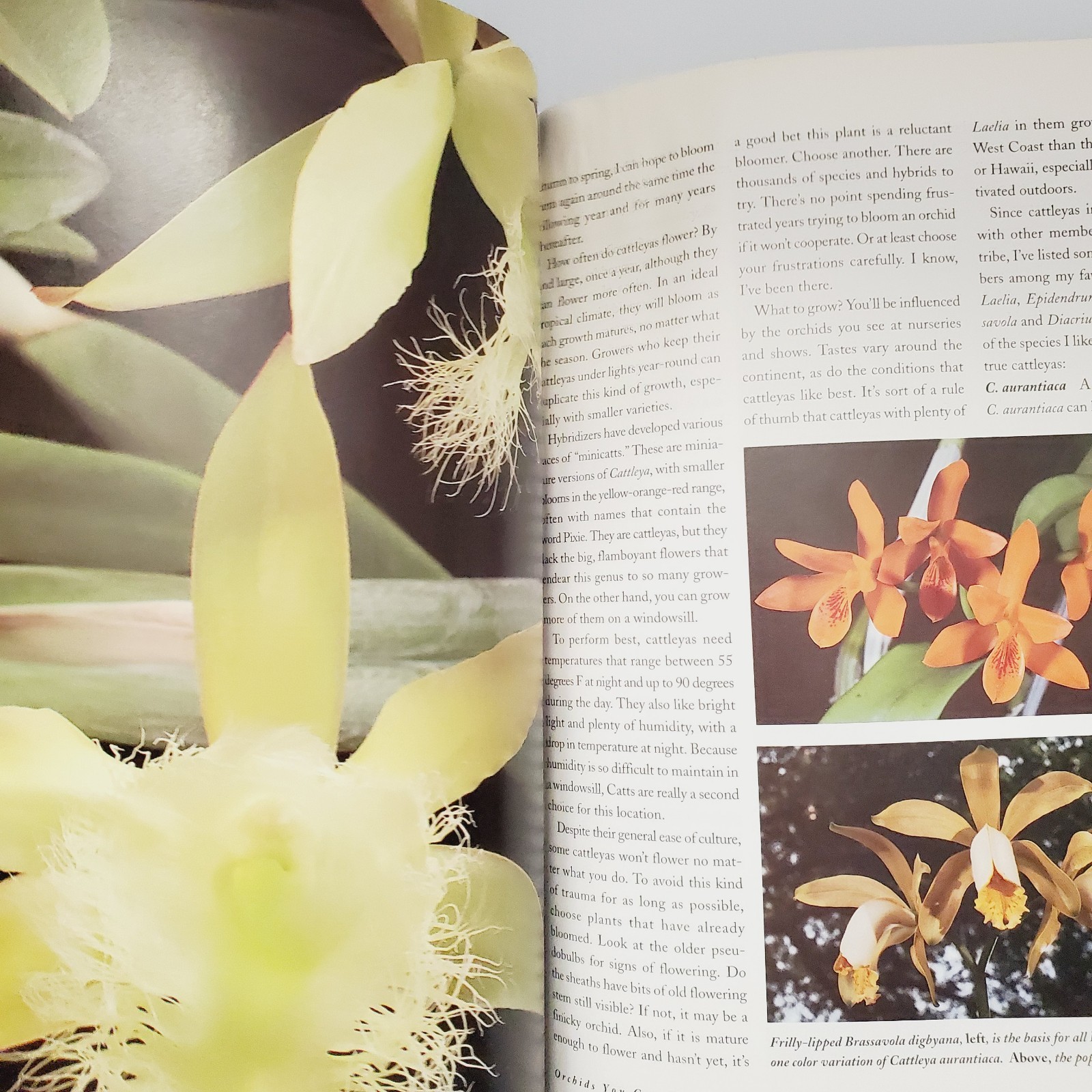 Orchids Simplified: An Indoor Gardening Guide Book Garden Houseplant Flowers