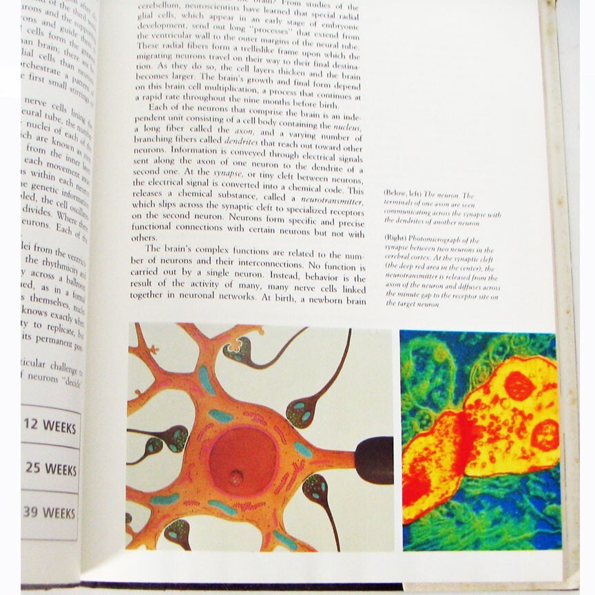 The Mind, Richrd M. Restak MD, Hardcover with Dust Jacket, 328 pages Mint