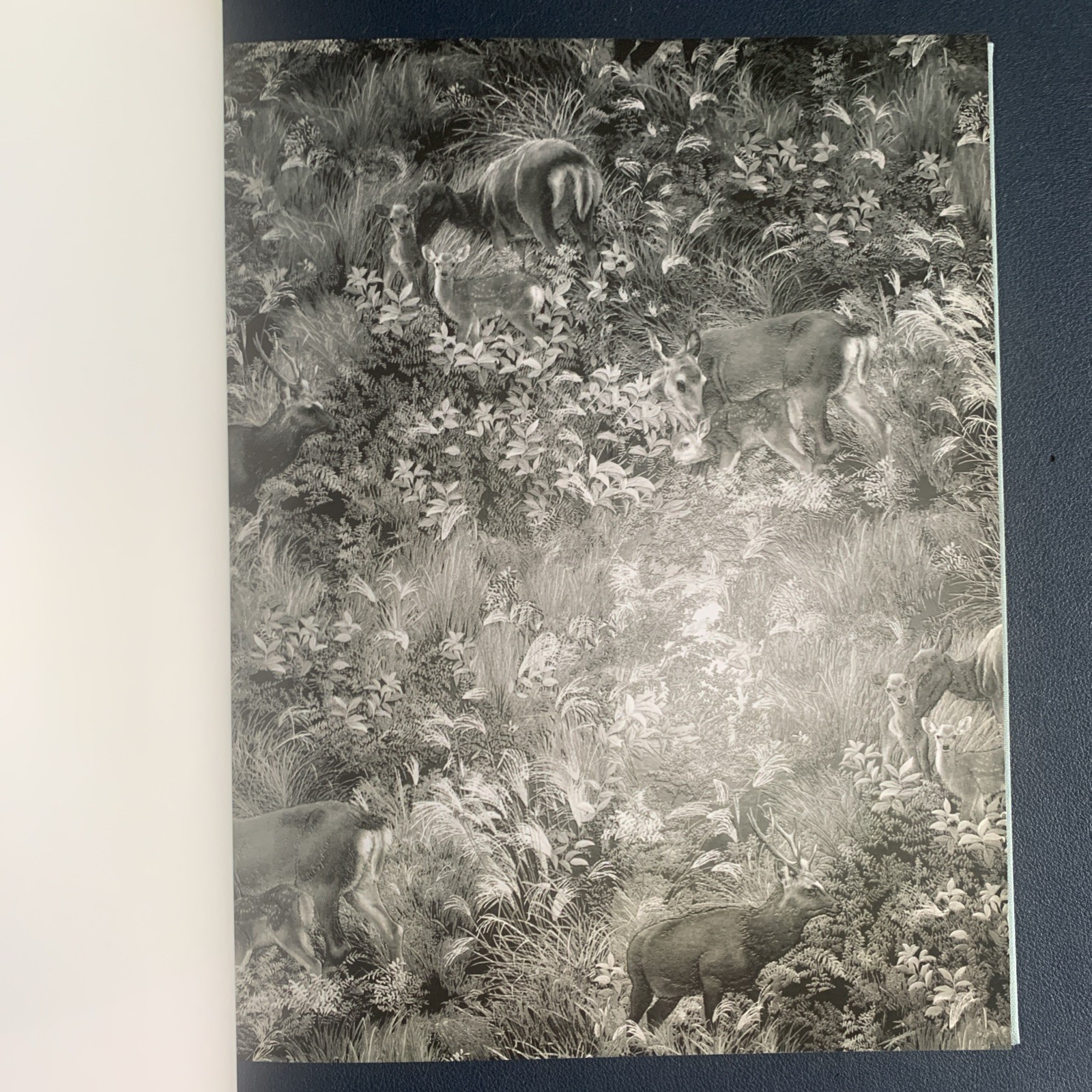 Anne Golaz : Metsasta : Hardcover, 120 pages : NEW, Inscribed by artist