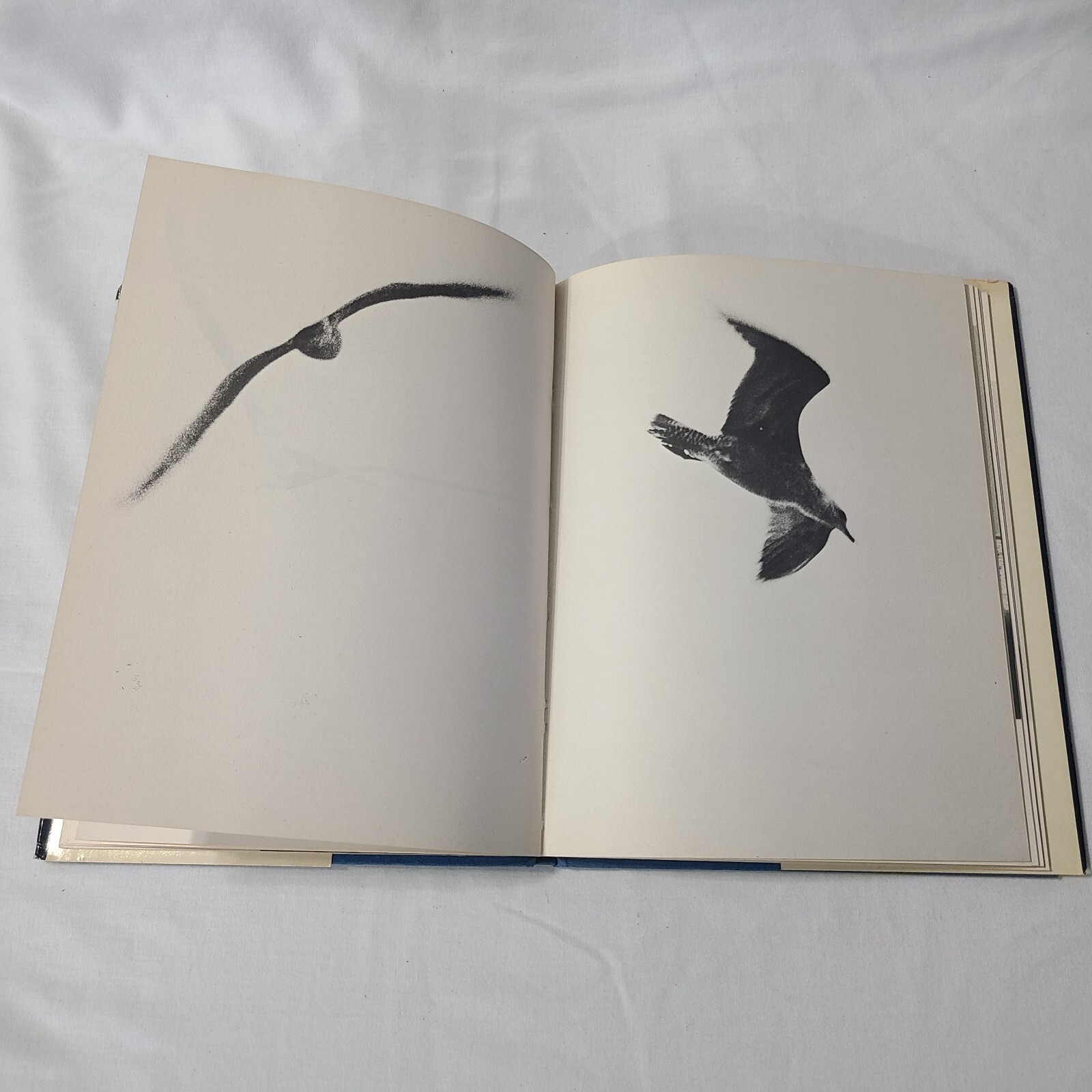 1970 The Macmillan Company, by Richard Bach, Jonathan Livingston Seagull