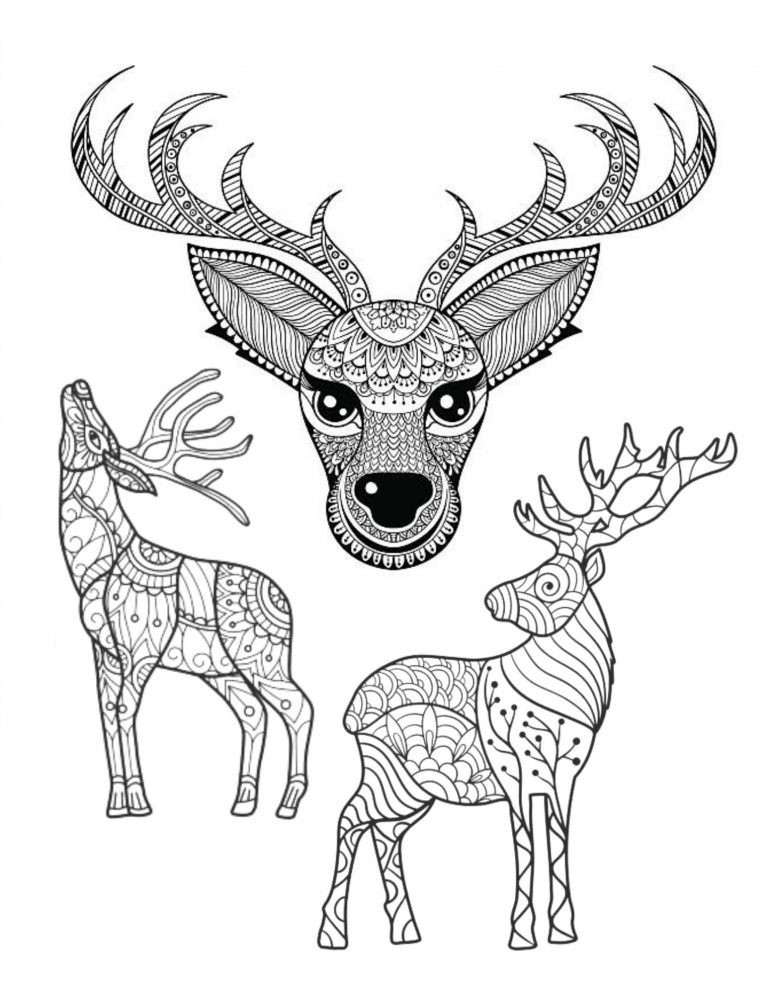 Deer best Coloring Book for Adults and Teens 108 Pages 8.5 x 11 for All Ages