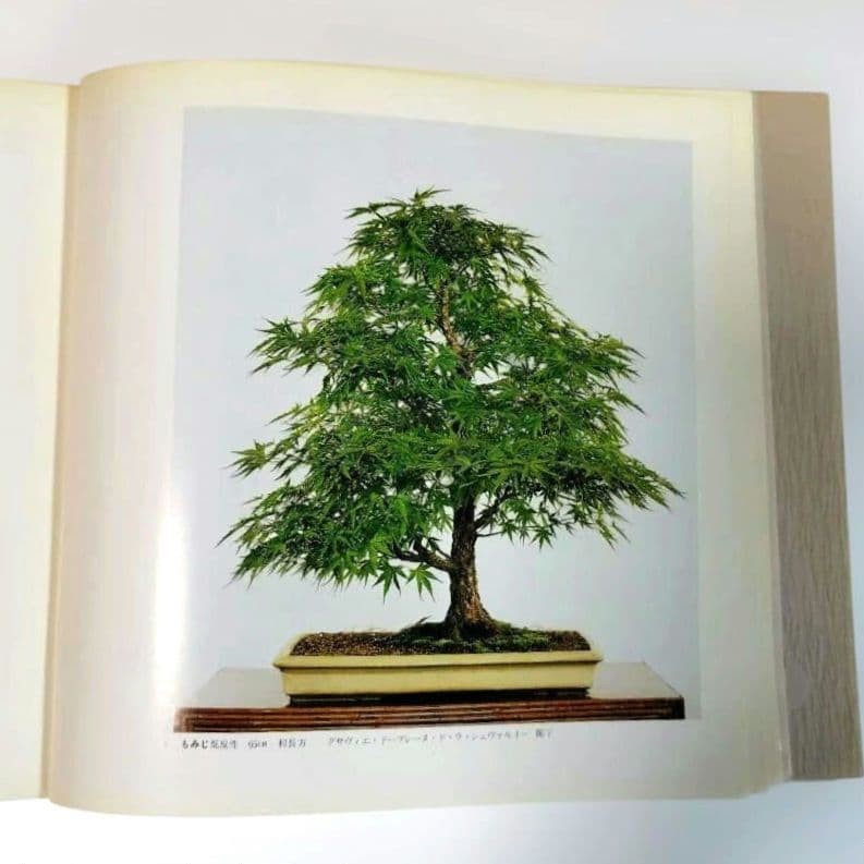 Kazuki Exhibition Bonsai Catalog 1980 84 Pots Japan Vintage 9.5×9.9in