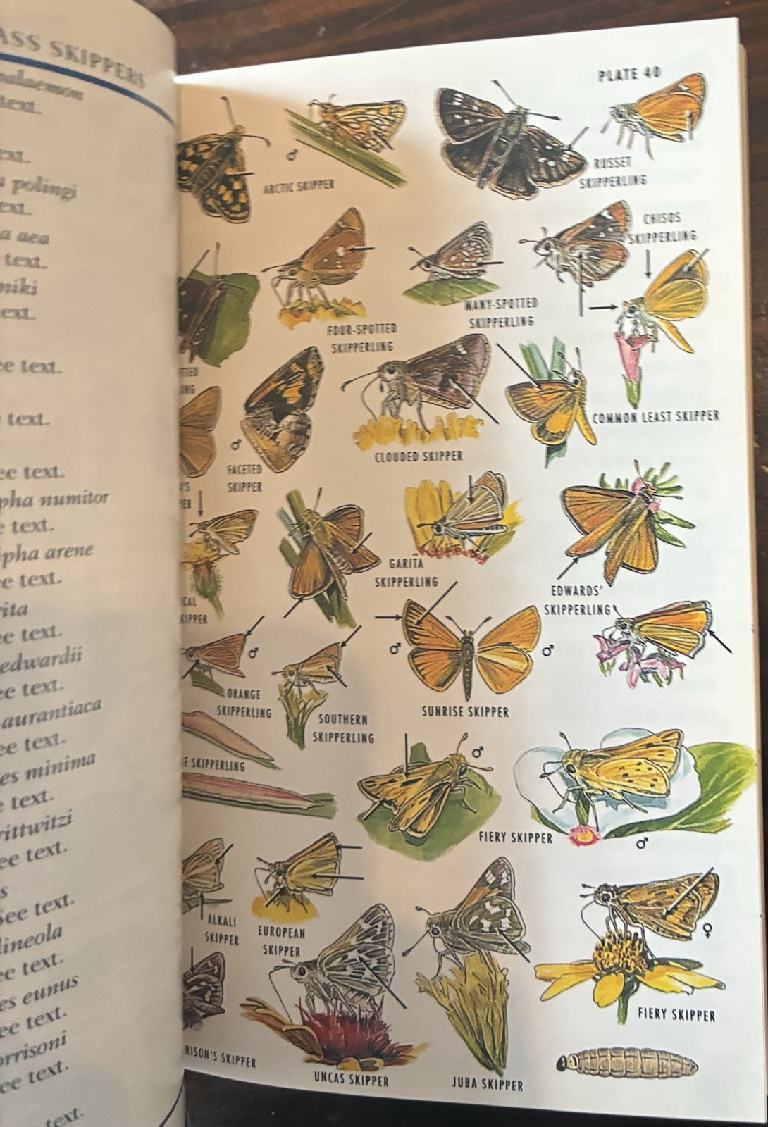 Field Guide to Western Butterflies by Paul A. Opler (1999, Trade Paperback)
