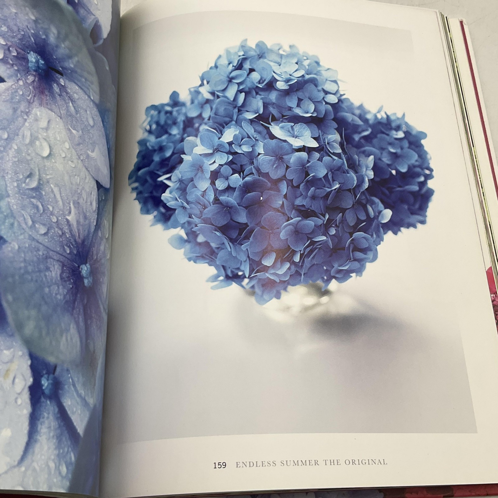 Hydrangeas: Beautiful Varieties For Home & Garden By Naomi Slade HC Gibbs Smith