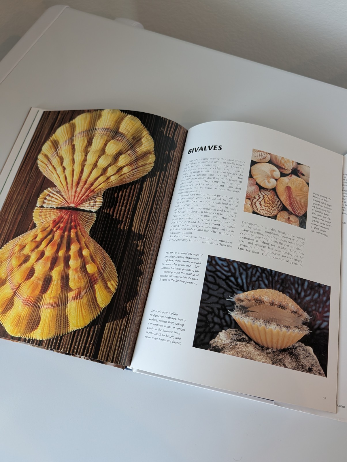 Nautical Beach Seashells Coffee Table Book Hardcover Andrew Cleave