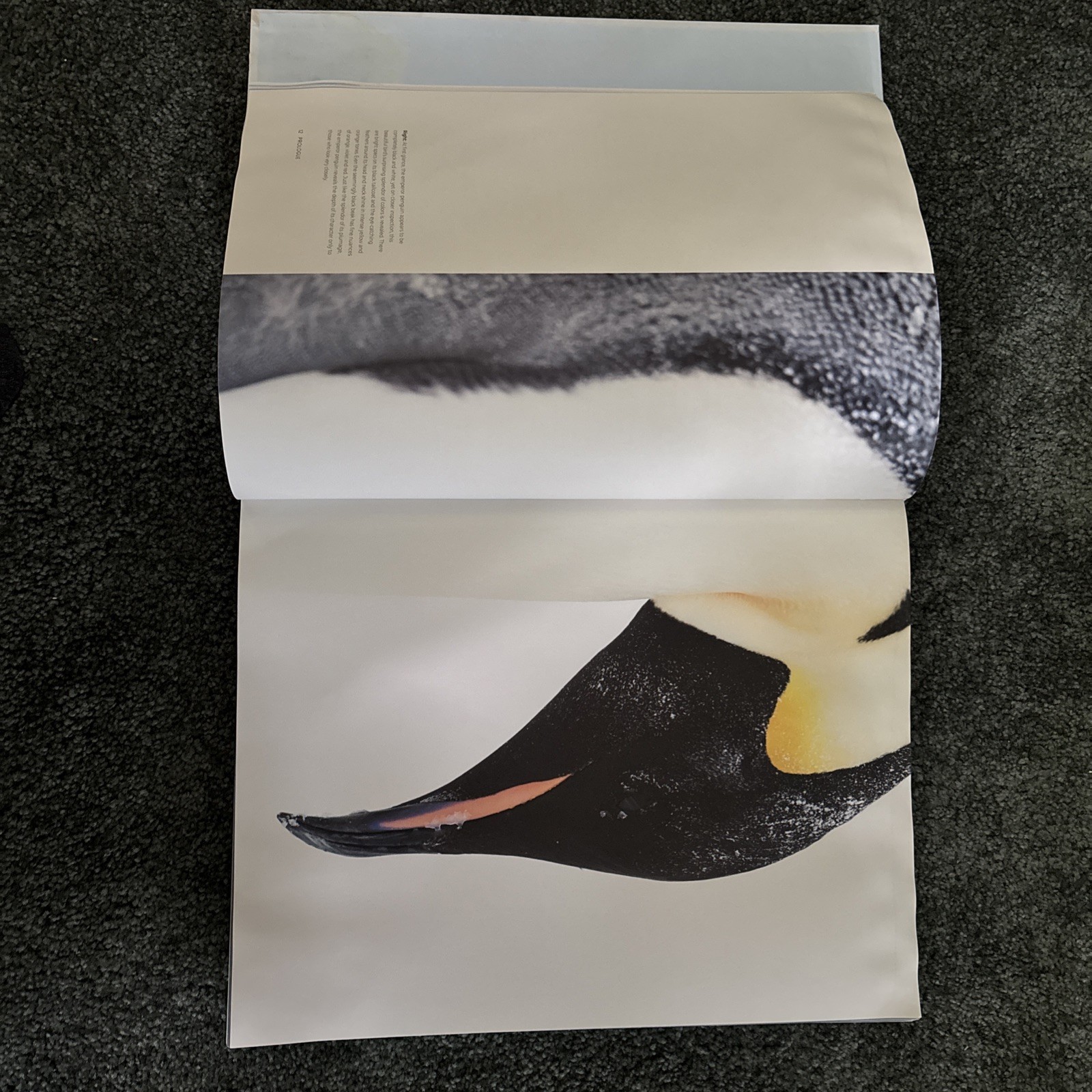 Penguin: A Story of Survival by Stefan Christmann Hardback Book The Fast Free