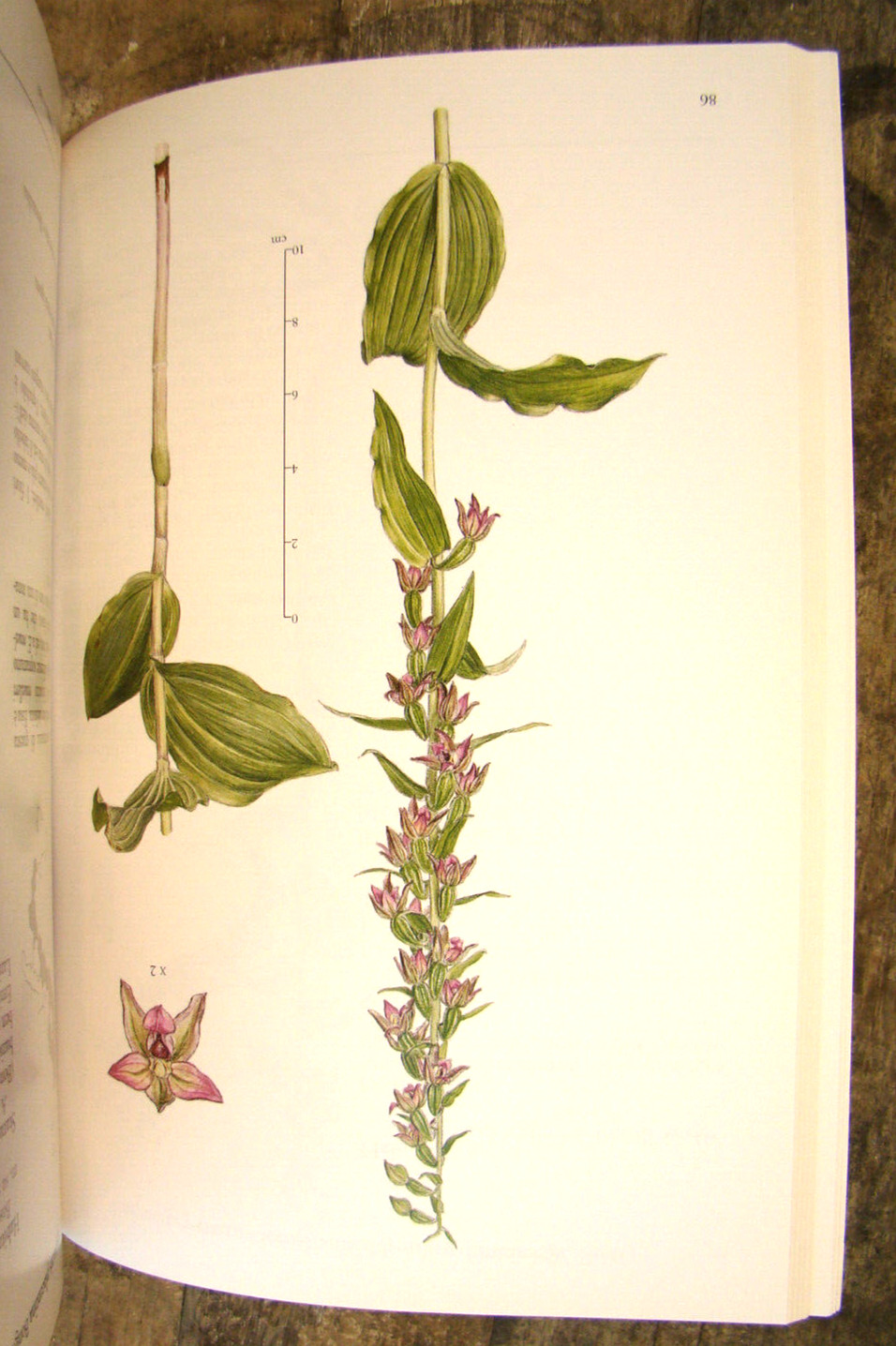 Orchidee d’Italia ~2002 PB~ Rossi Floriculture Flowers Orchids of Italy & CD-ROM