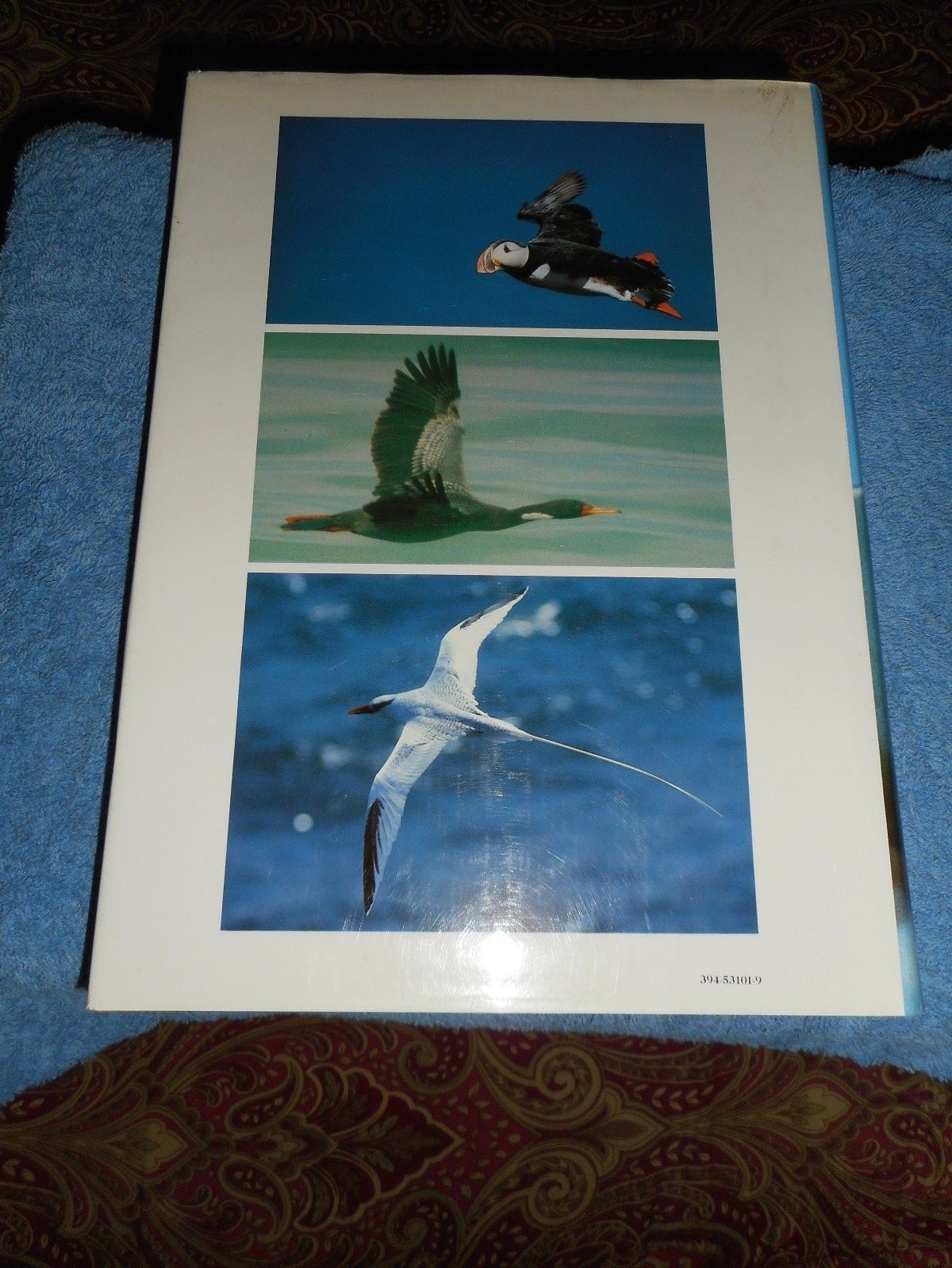 Ocean Birds Lars Lofgren 1984 HC/DJ 1st Edition Orinthology SEABIRDS Textbook