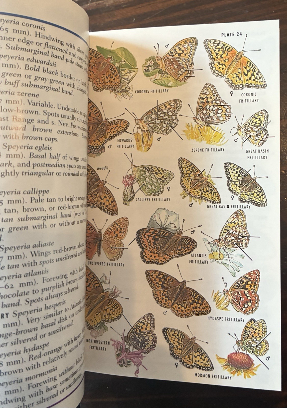 Field Guide to Western Butterflies by Paul A. Opler (1999, Trade Paperback)