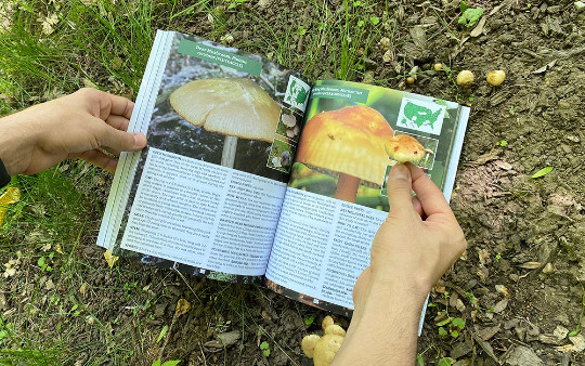 The Forager’s Guide to Wild Foods (paperback with color pictures)