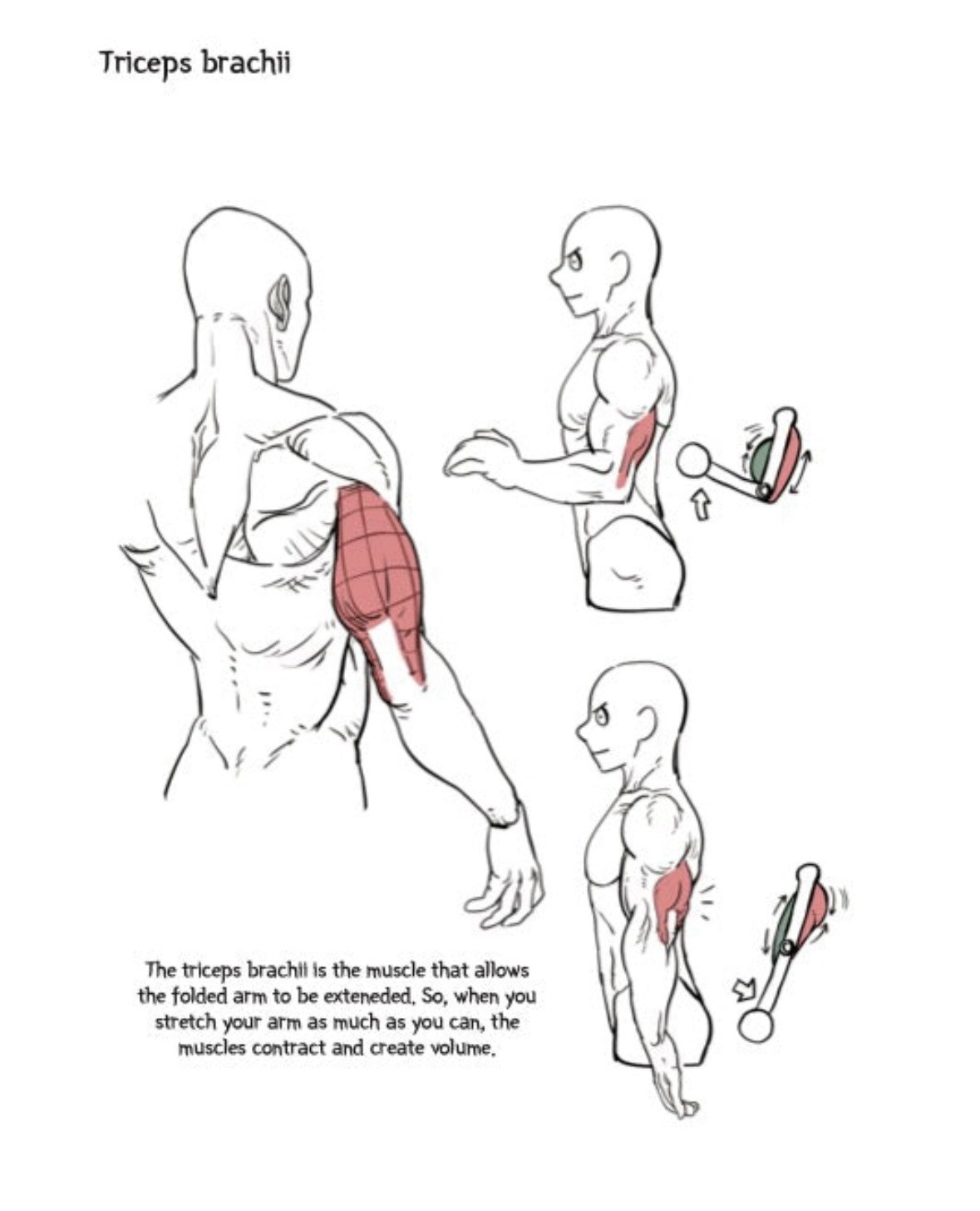 Character Drawing By Dong Ho Kim Superani Illustrator Human Body Guide Book