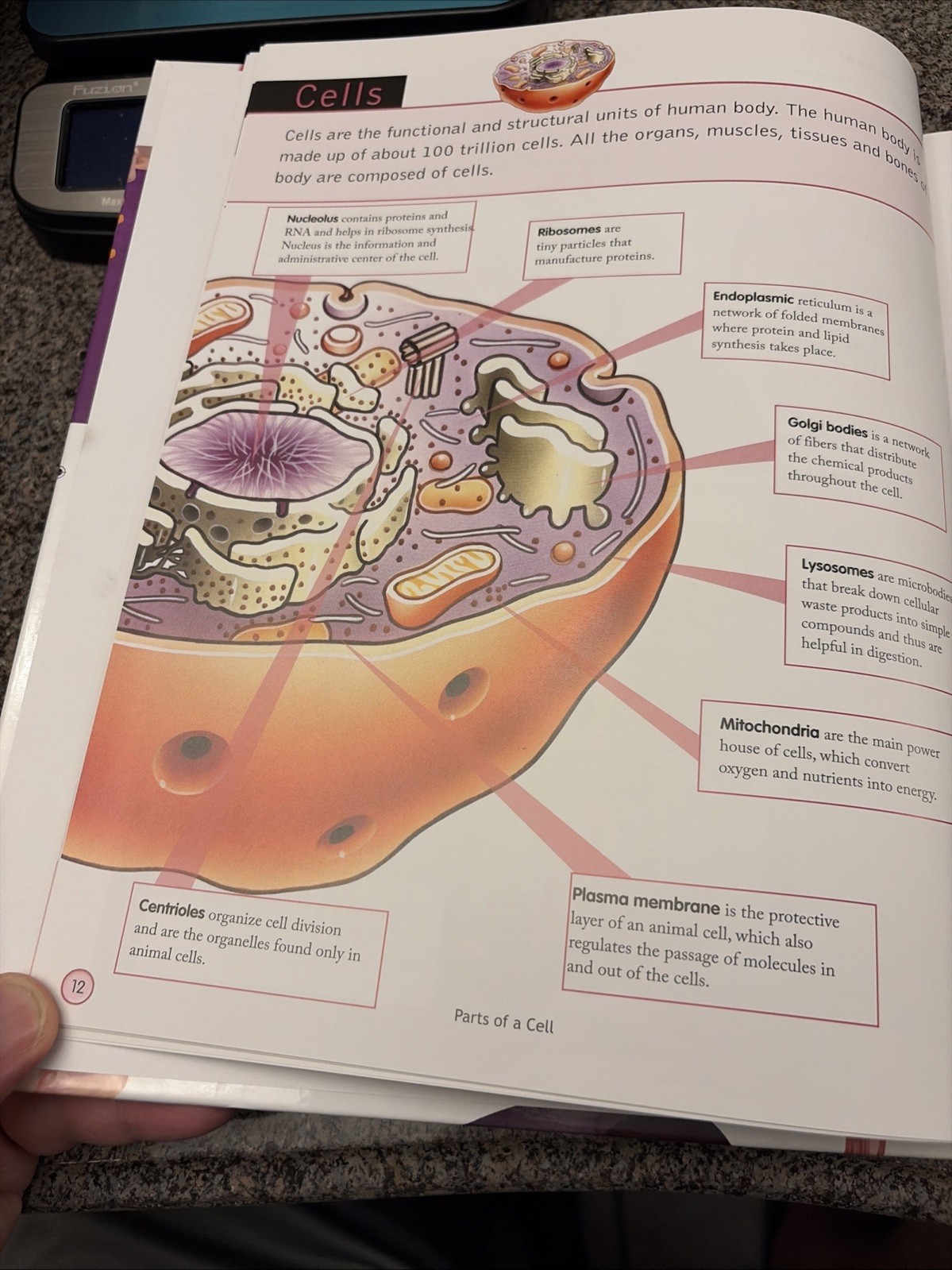 Children’s Encyclopedia Of Human Body
