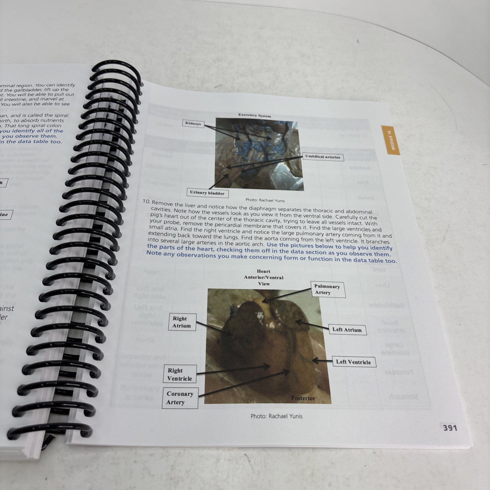 Exploring Creation with Advanced Biology (2nd edition) Student Notebook Clean