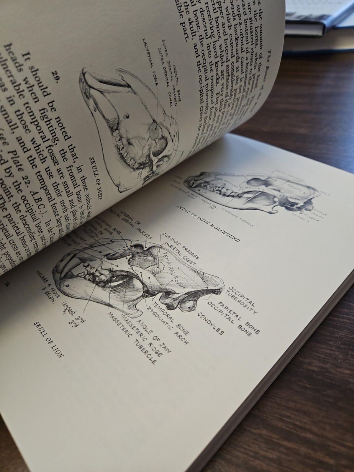 Animal Painting and Anatomy Soft Cover Book 336 pages with 200 illustrations