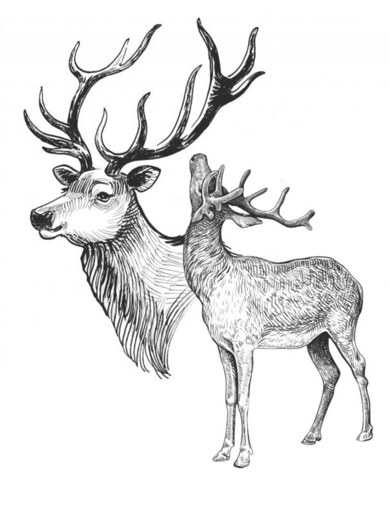 Deer best Coloring Book for Adults and Teens 108 Pages 8.5 x 11 for All Ages