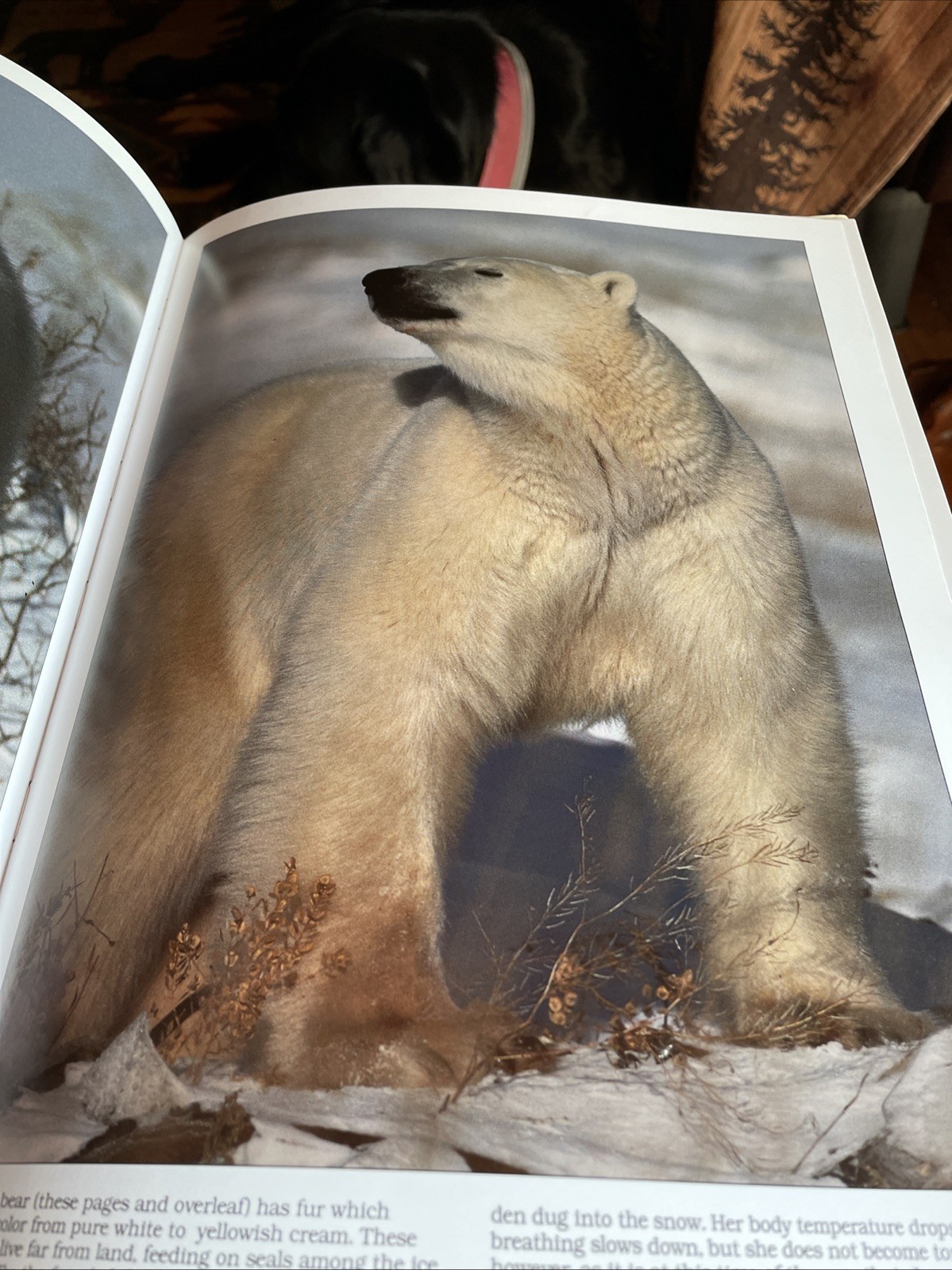 Mammals Of America John Burton HC 1989 Large Coffee Table DJ