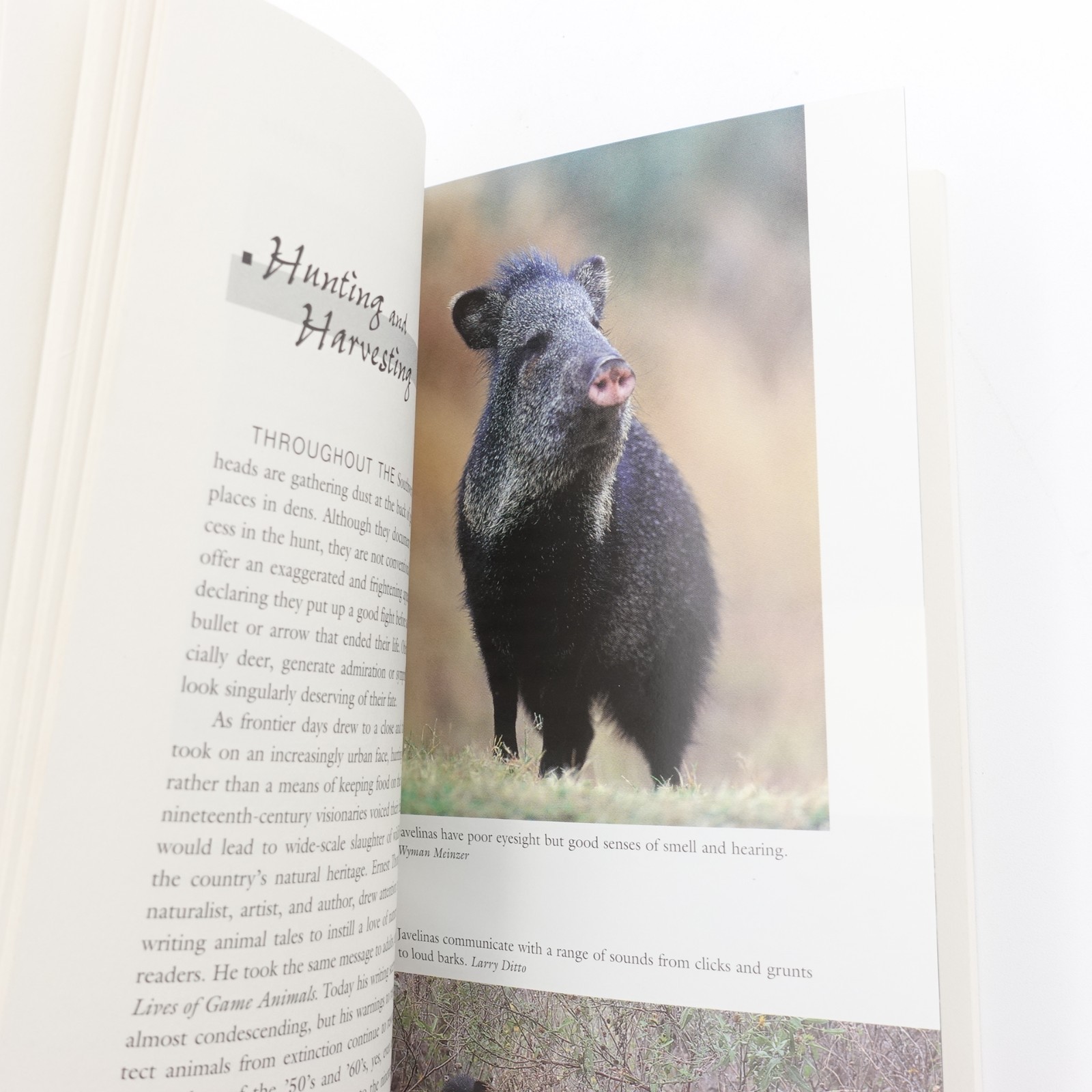 Javelinas Collared Peccaries of the Southwest by Jane Manaster PB 2006 84 Pages