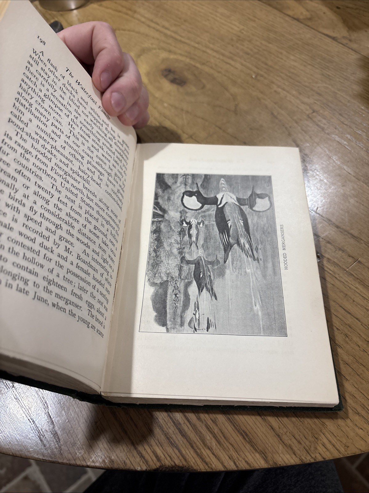 The Water Fowl Family – Leonard C. Sanford, 1924 hc, The Macmillan Company