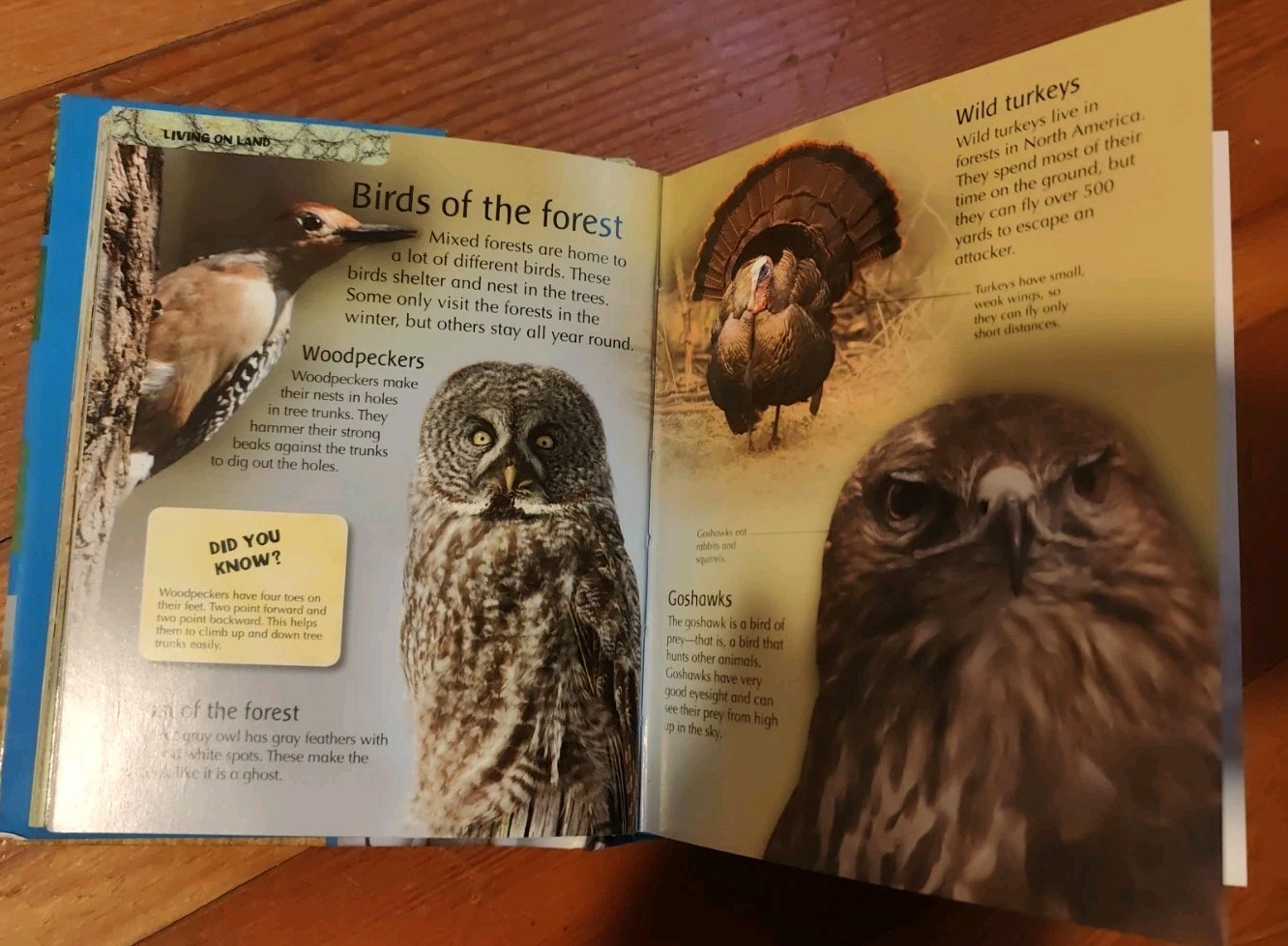 Mini Children’s Reference Ser.: My First Animal Encyclopedia (2008, Hardcover)