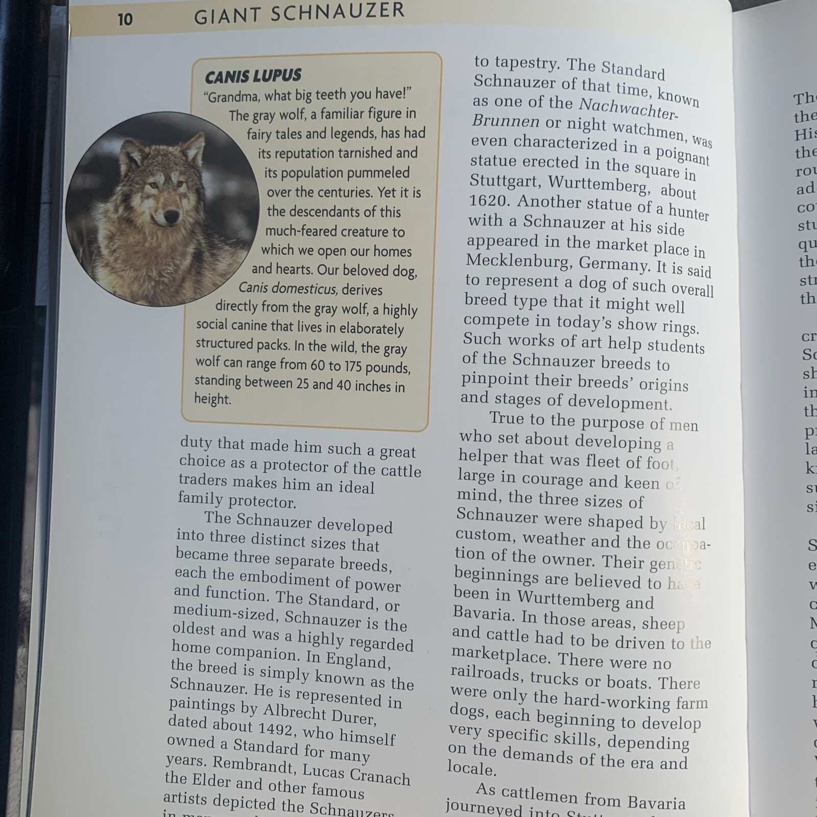 A Kennel Club Book Giant Schnauzer Comprehensive Guide To Owning And Caring For